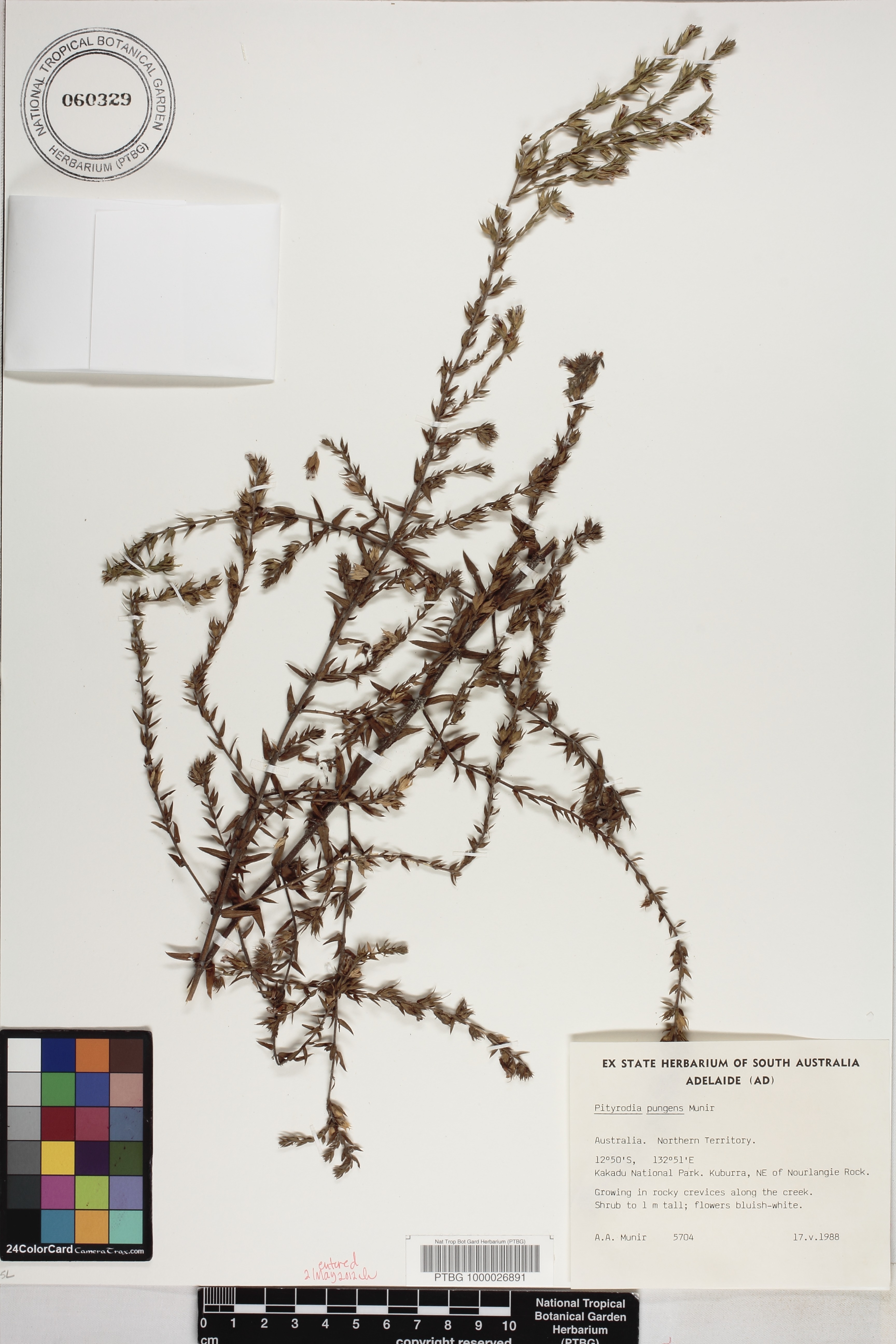 Pityrodia pungens image