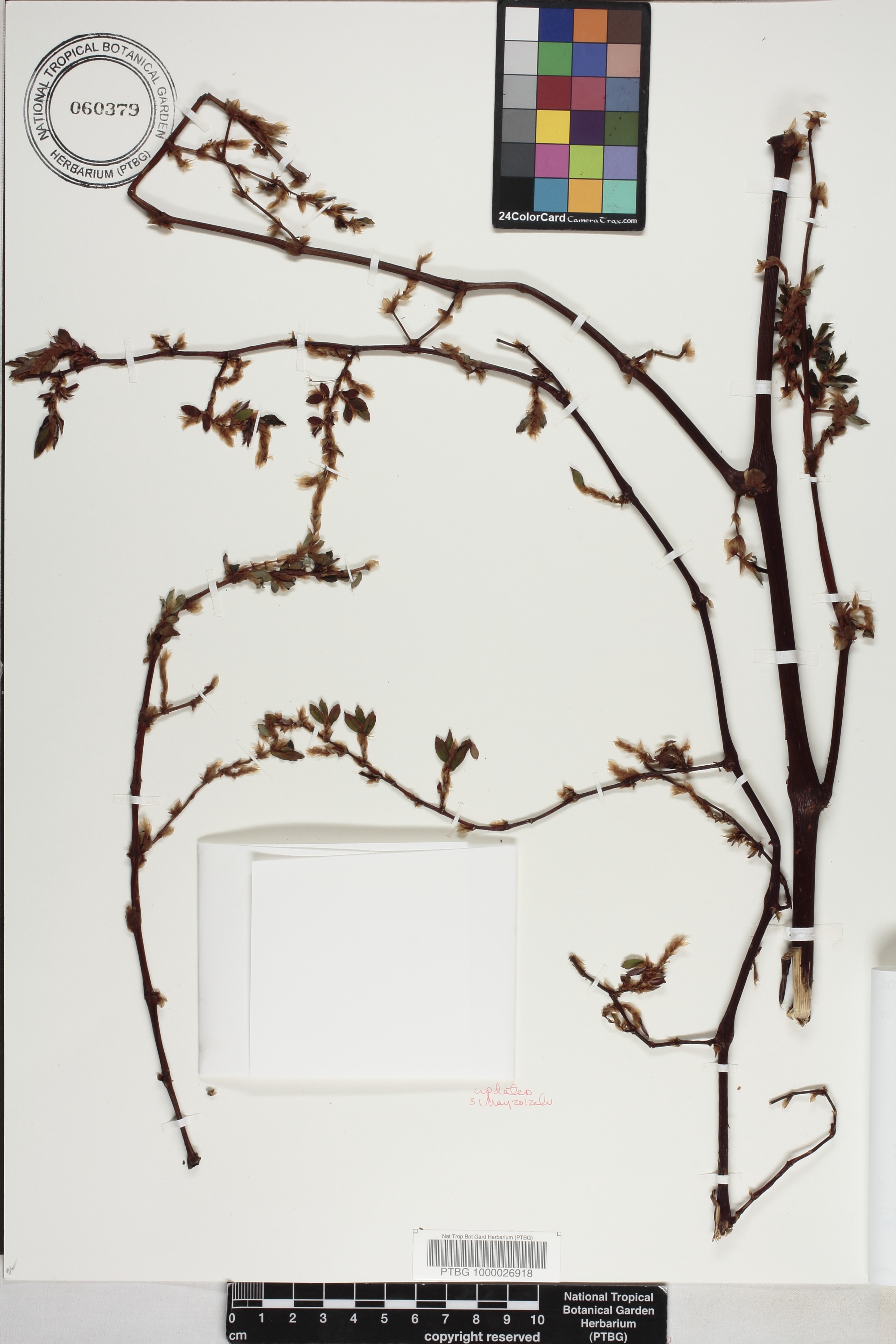 Begonia foliosa image