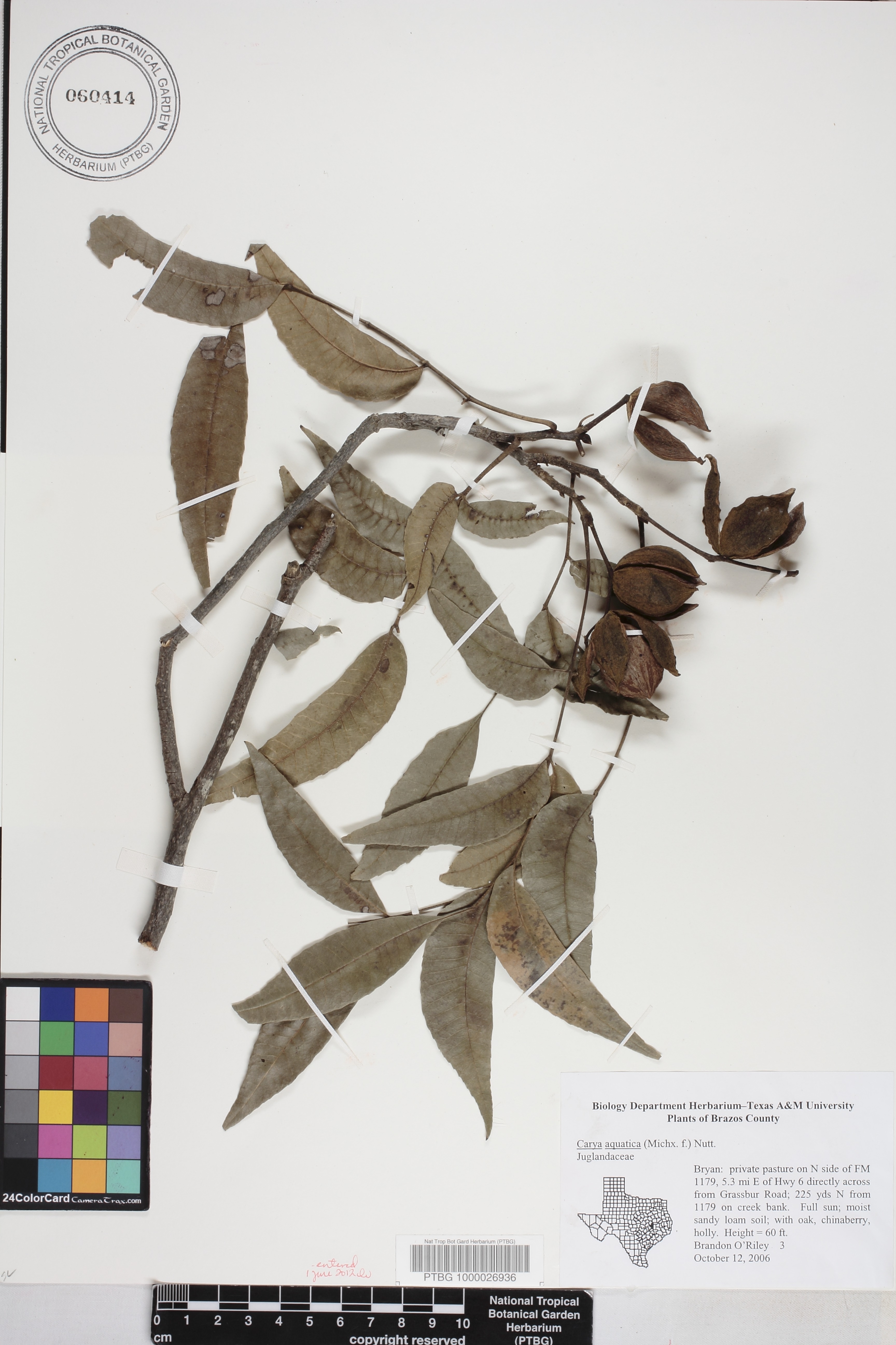 Carya aquatica image