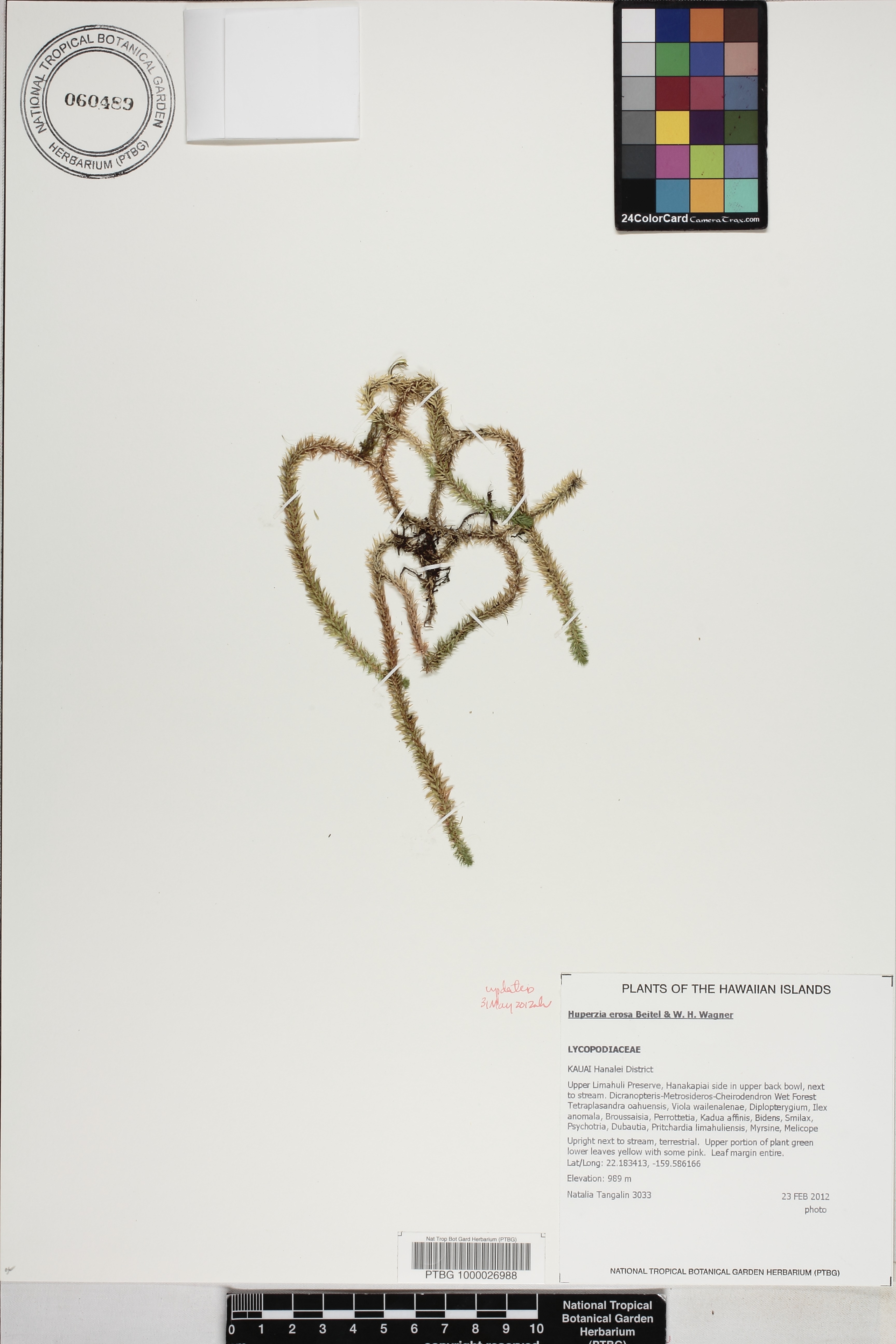 Huperzia erosa image