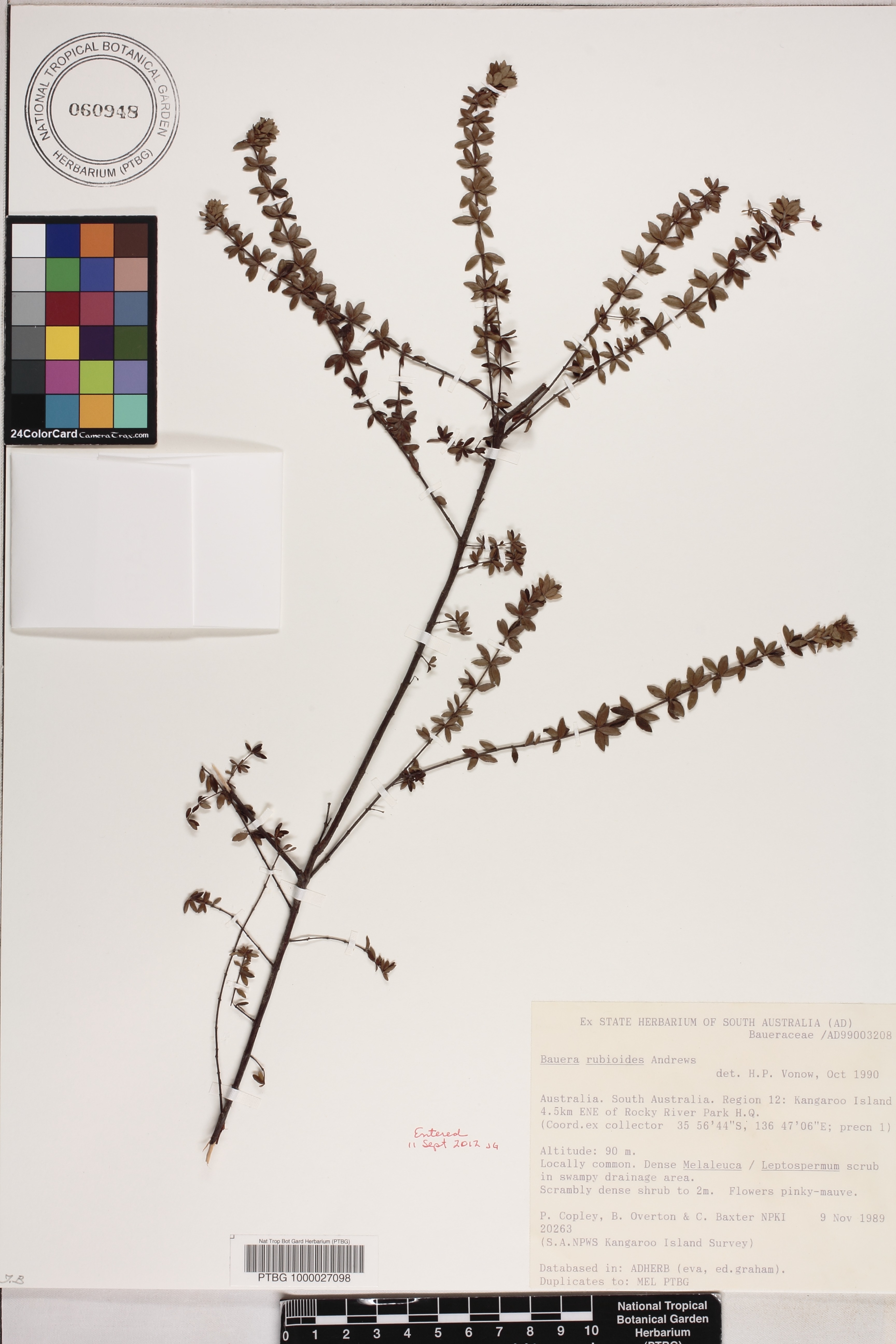 Bauera rubioides image