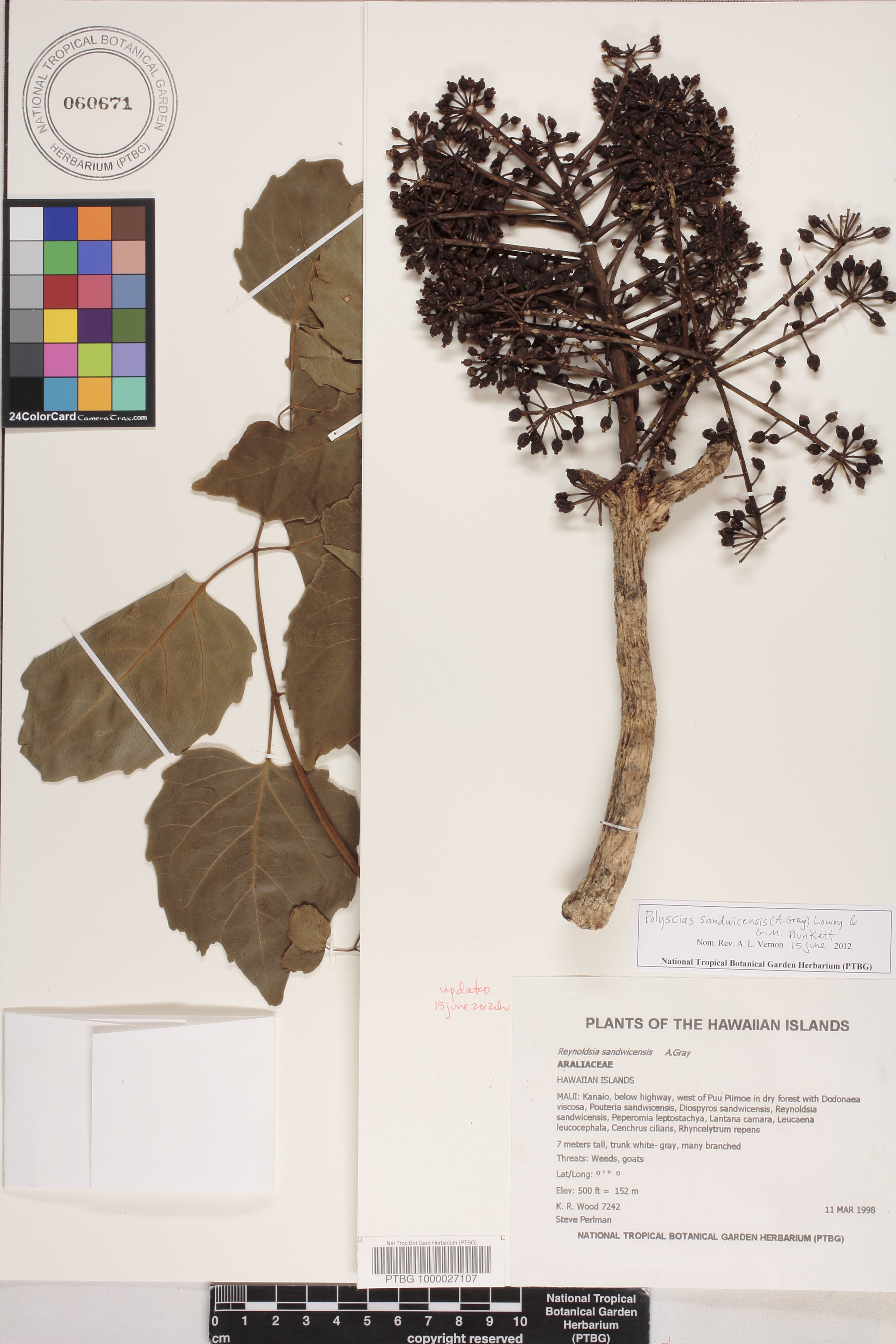 Polyscias sandwicensis image