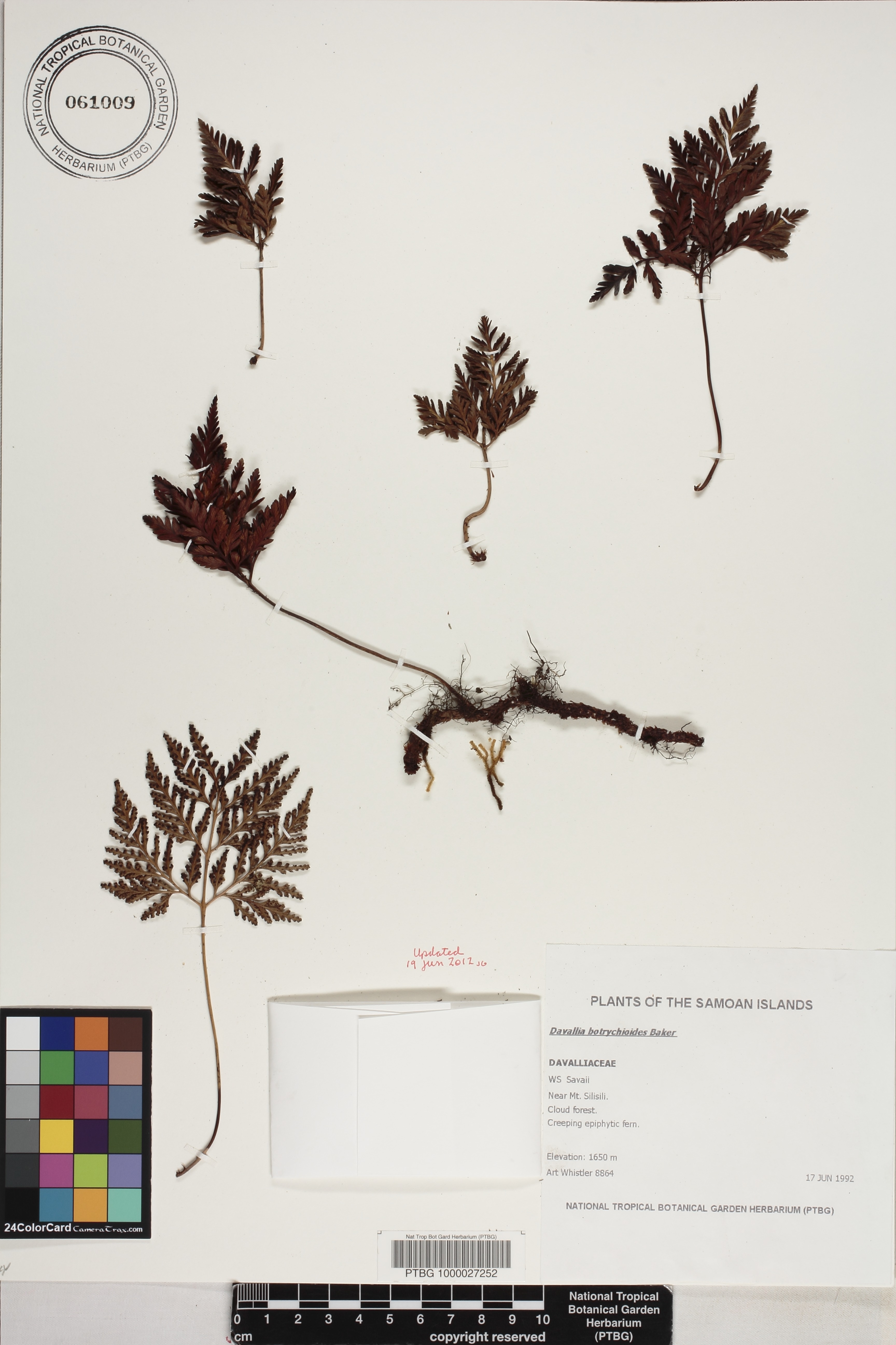 Davallia repens image