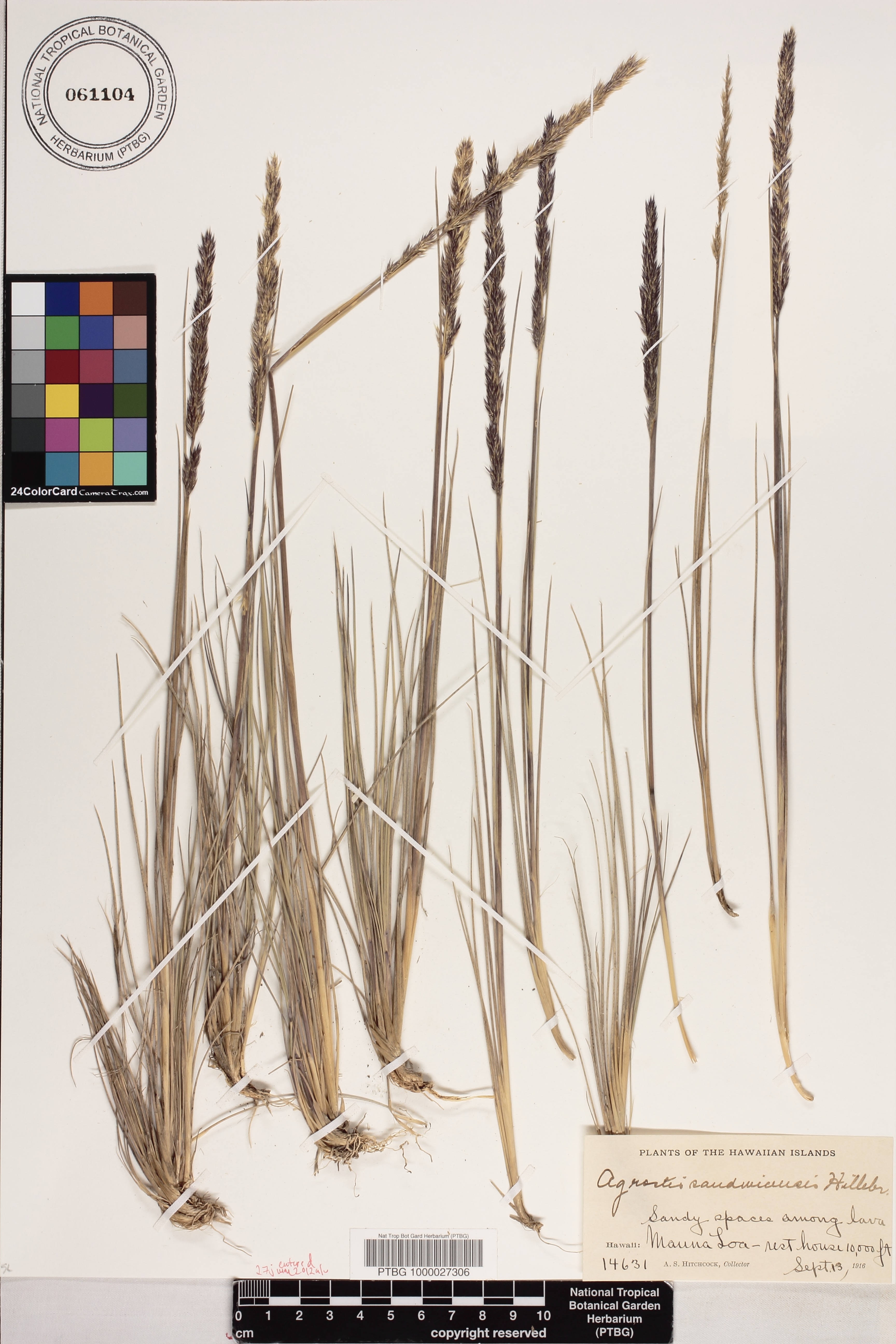 Agrostis image