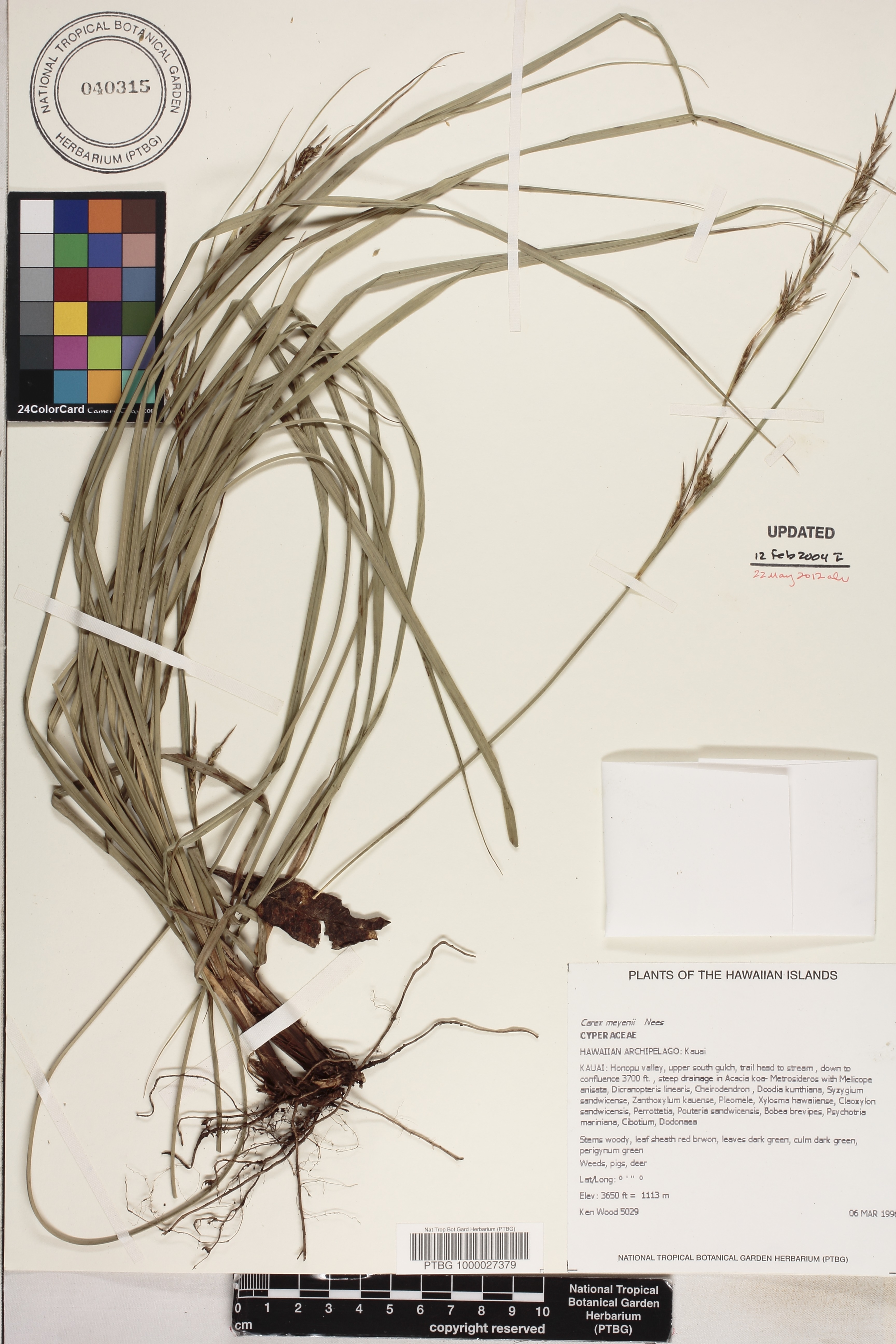 Carex meyenii image