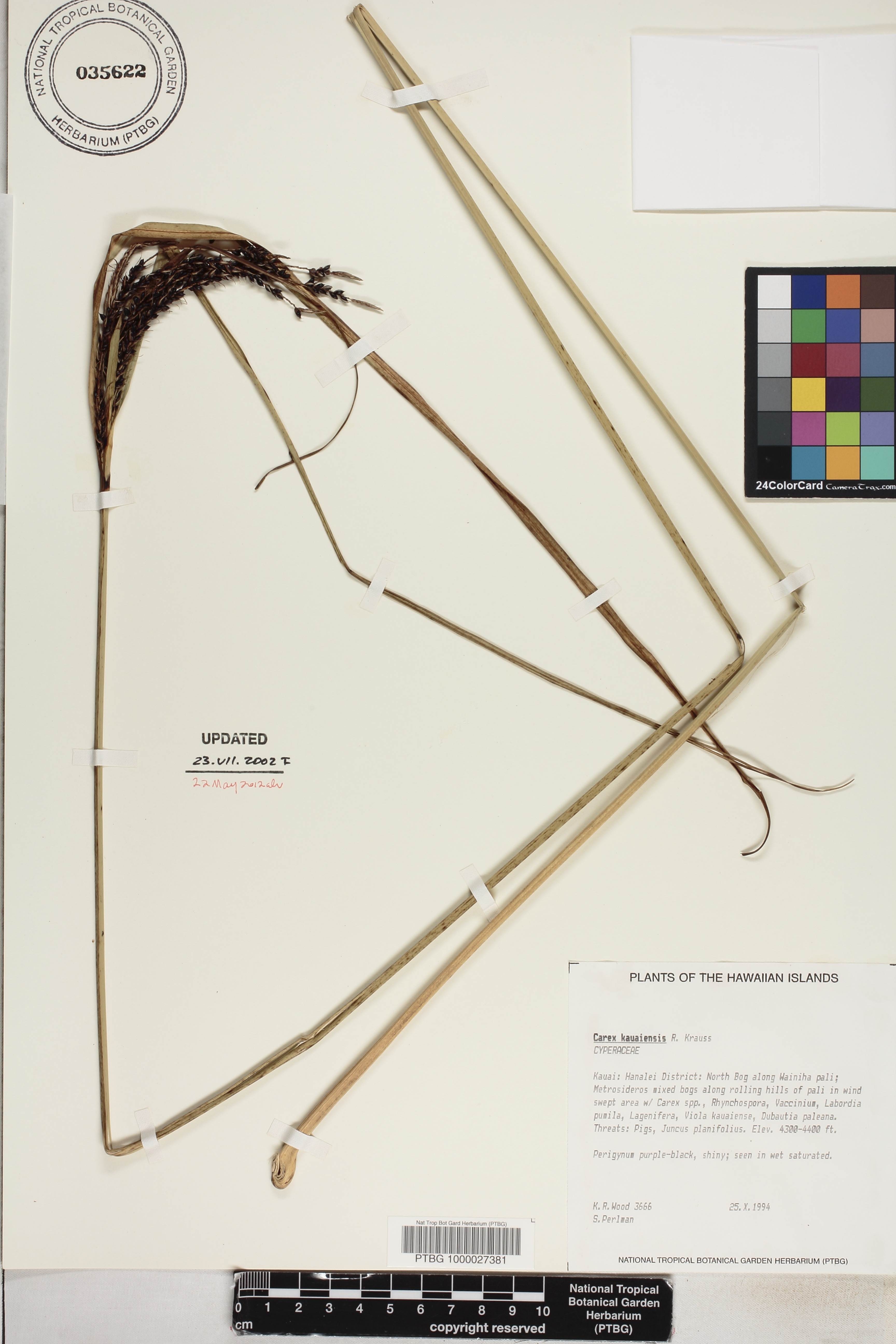 Carex image
