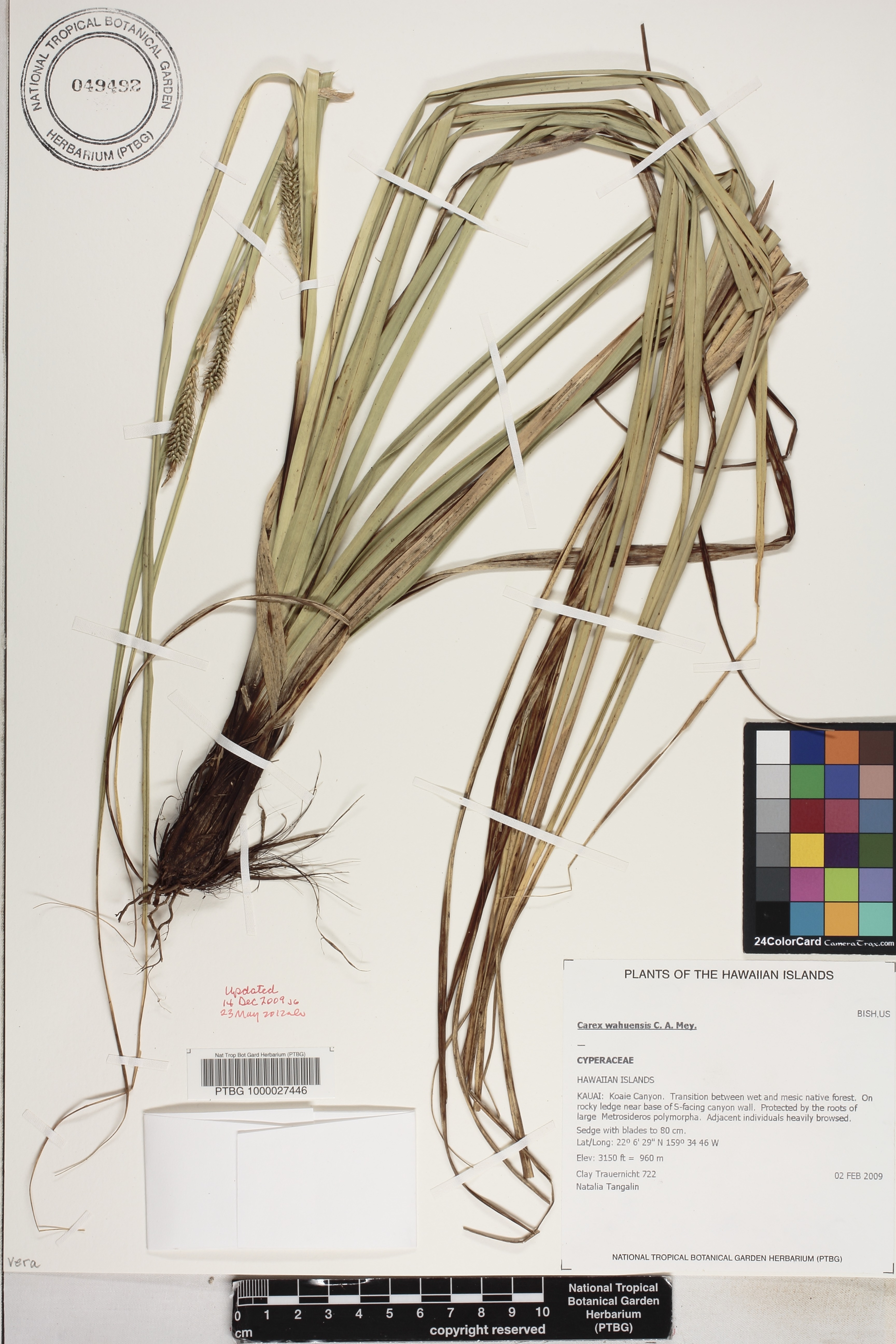 Carex wahuensis image