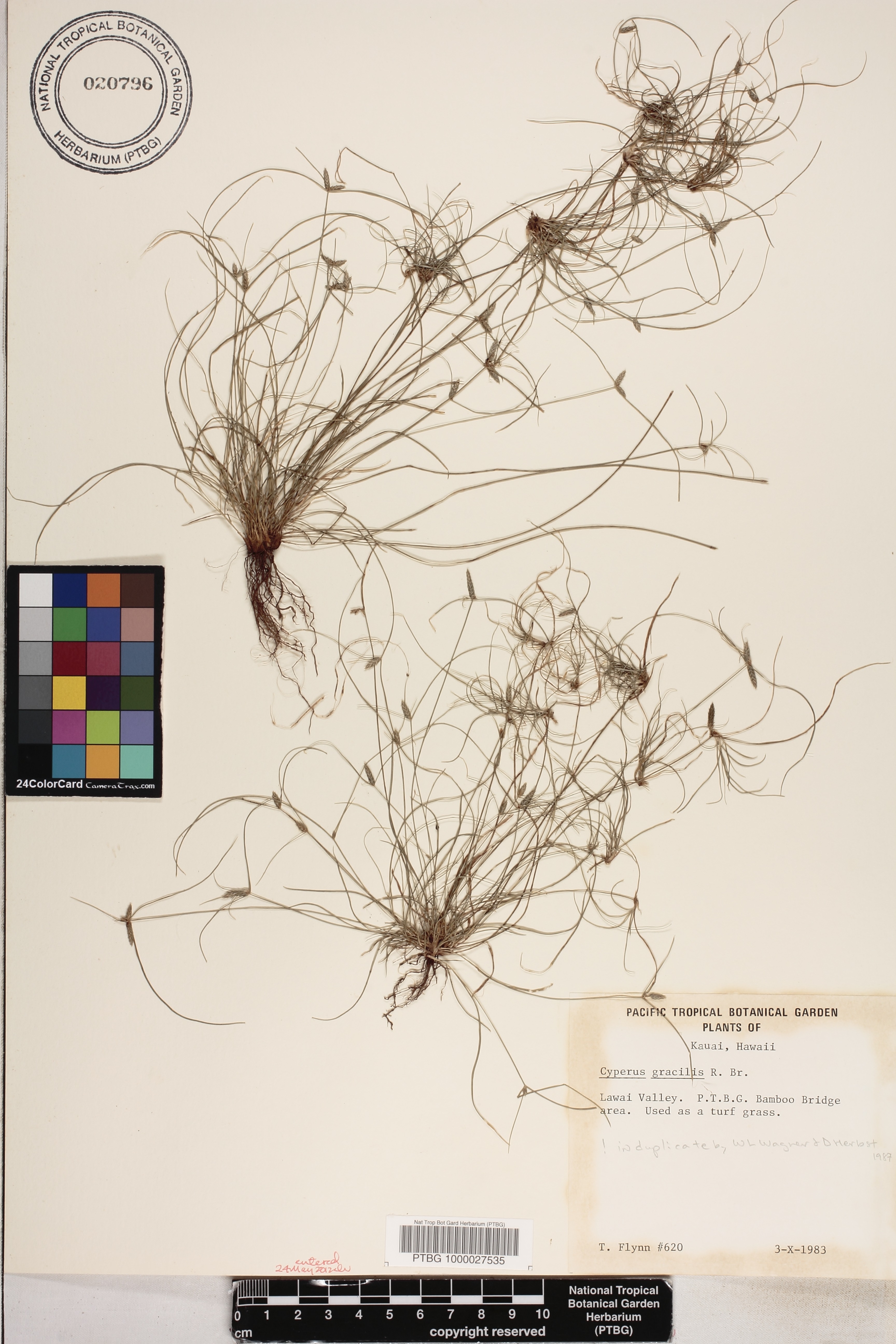 Cyperus gracilis image