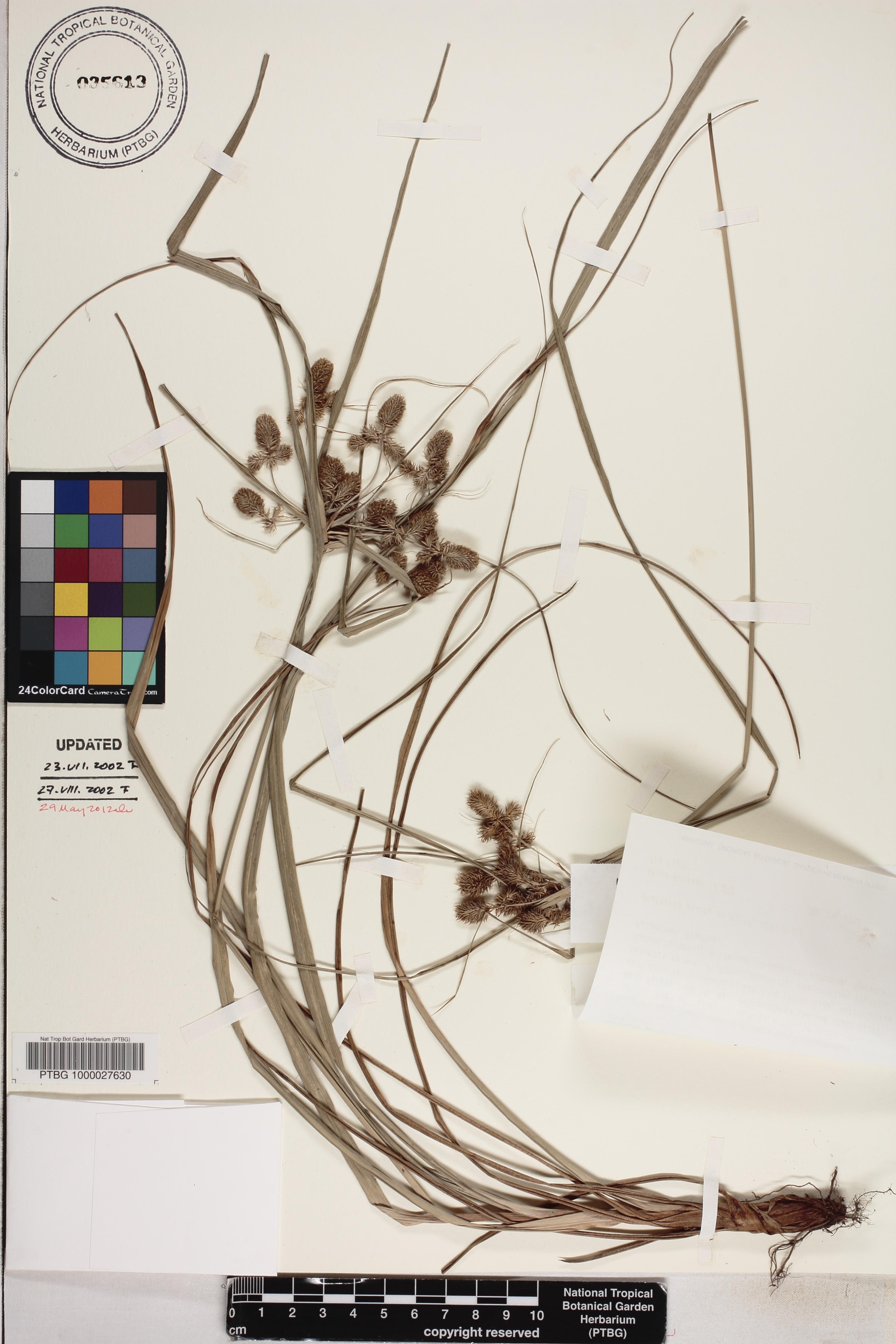 Cyperus phleoides var. phleoides image