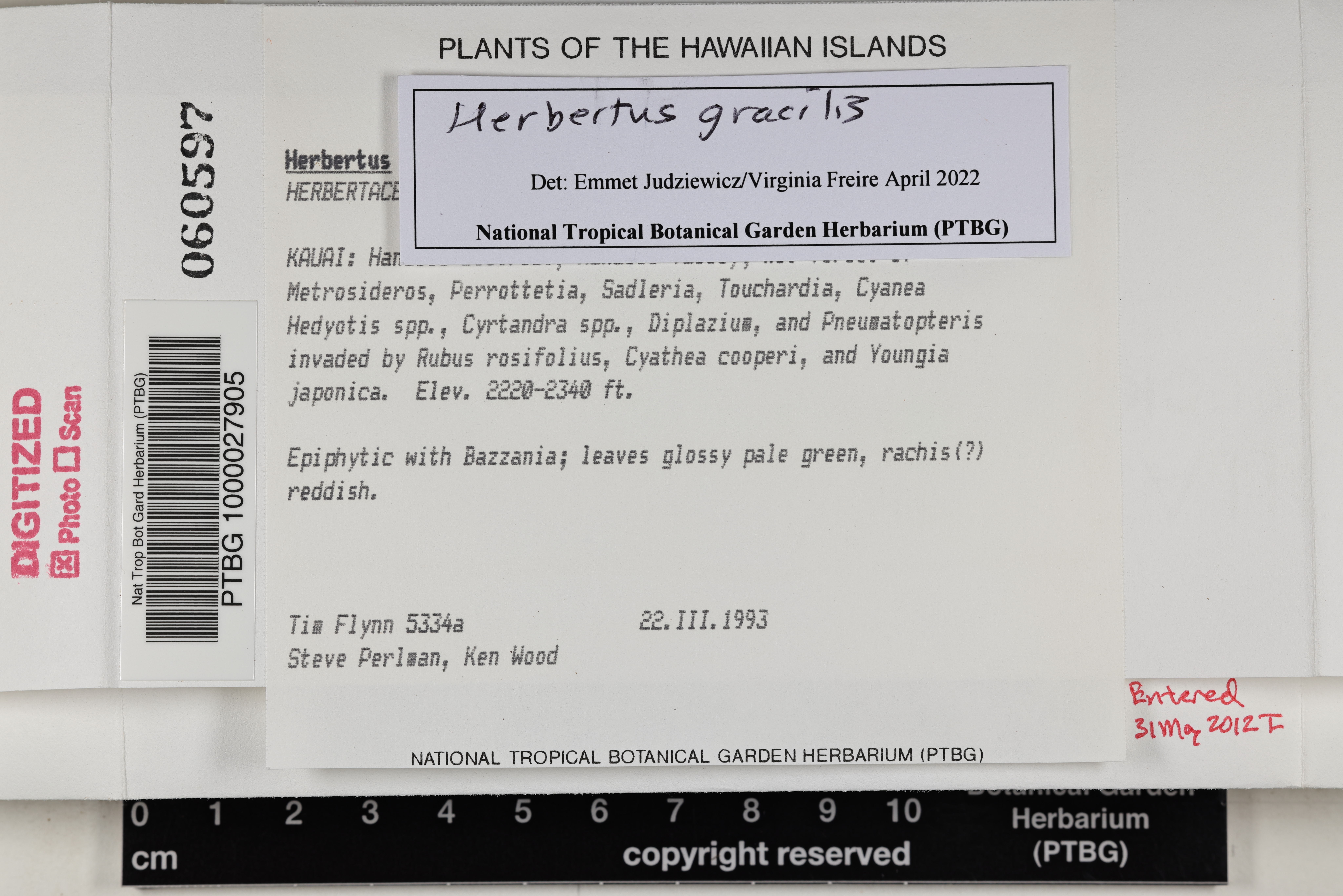 Herbertus gracilis image