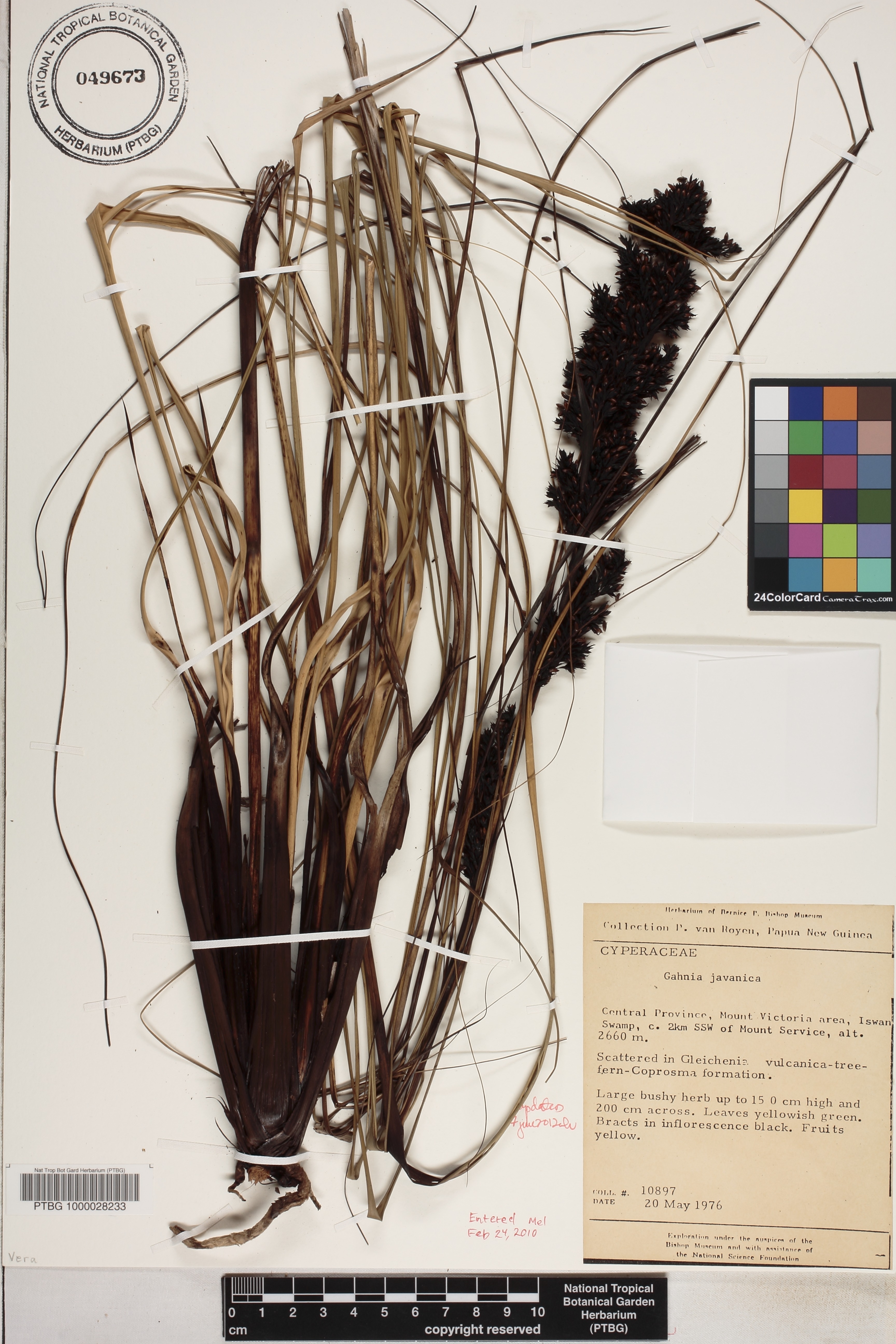 Gahnia javanica image