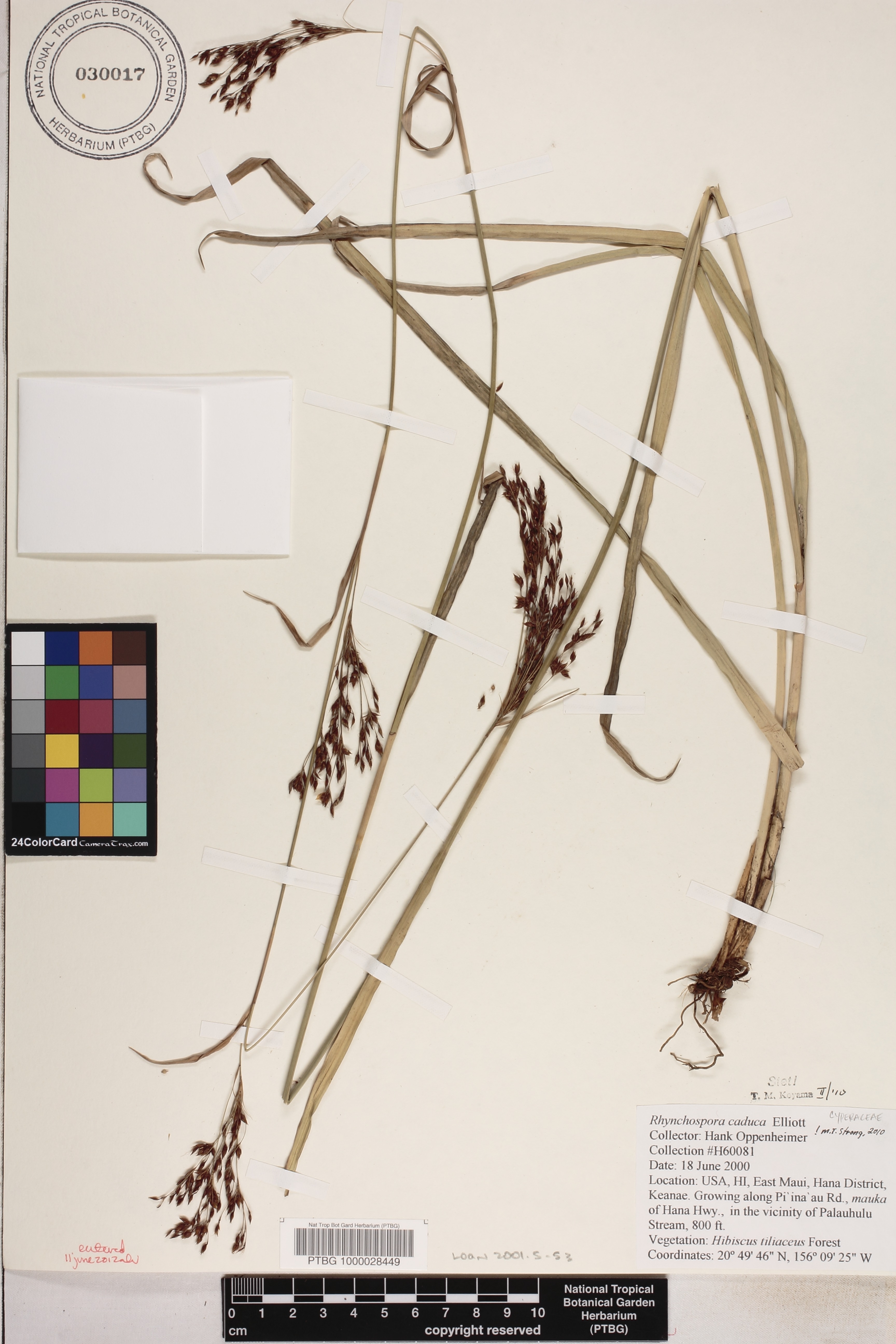 Rhynchospora caduca image