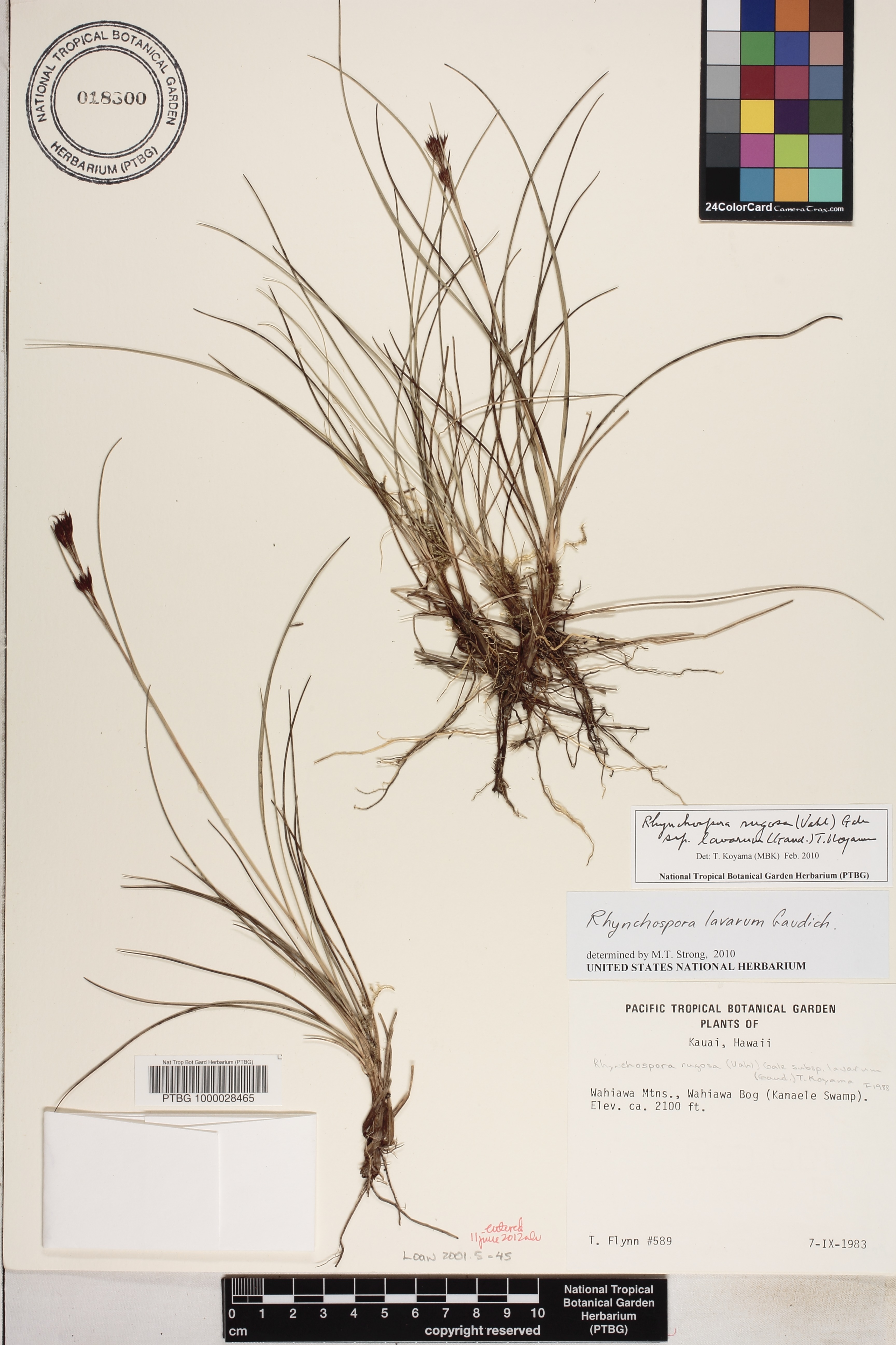 Rhynchospora image