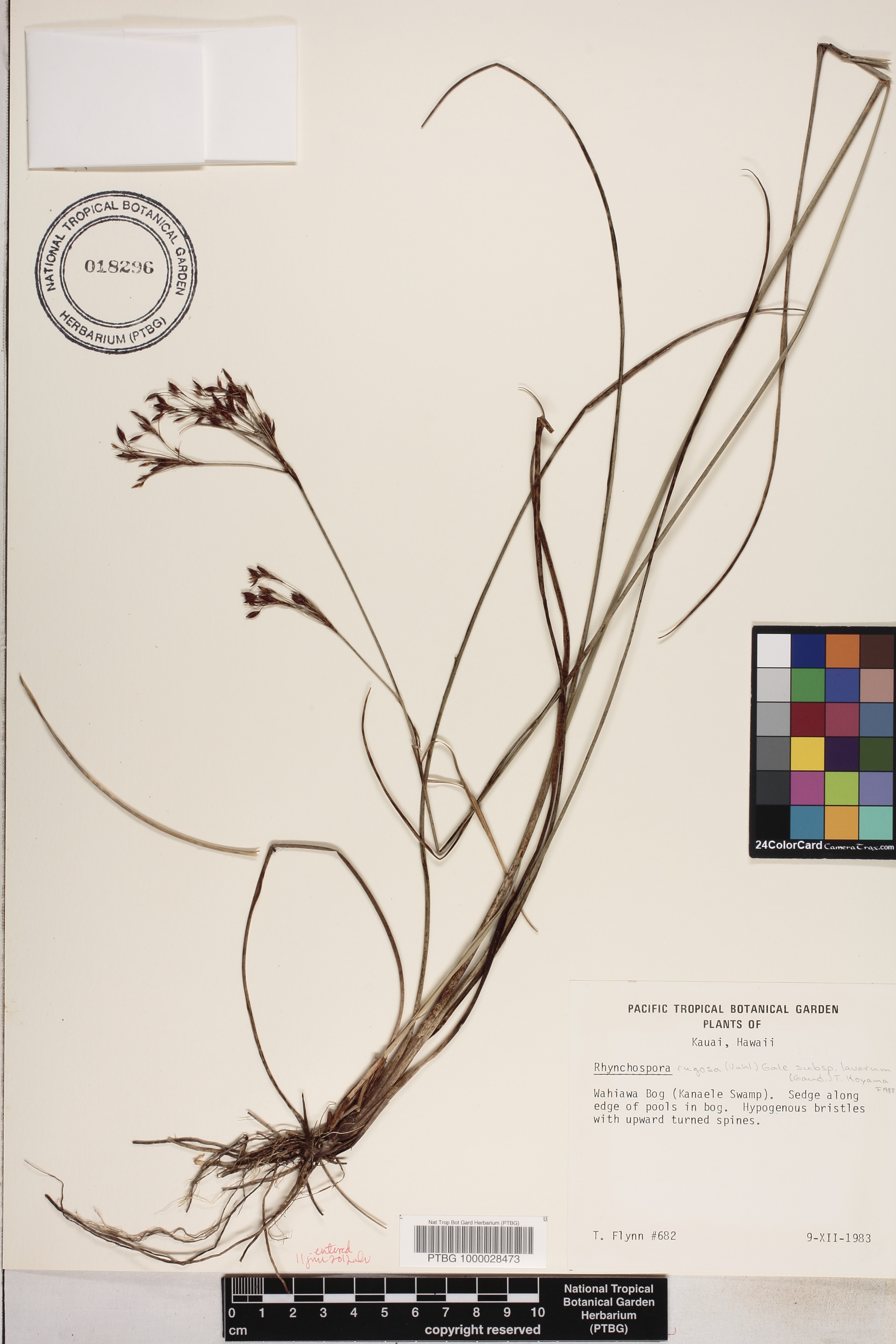 Rhynchospora rugosa subsp. lavarum image