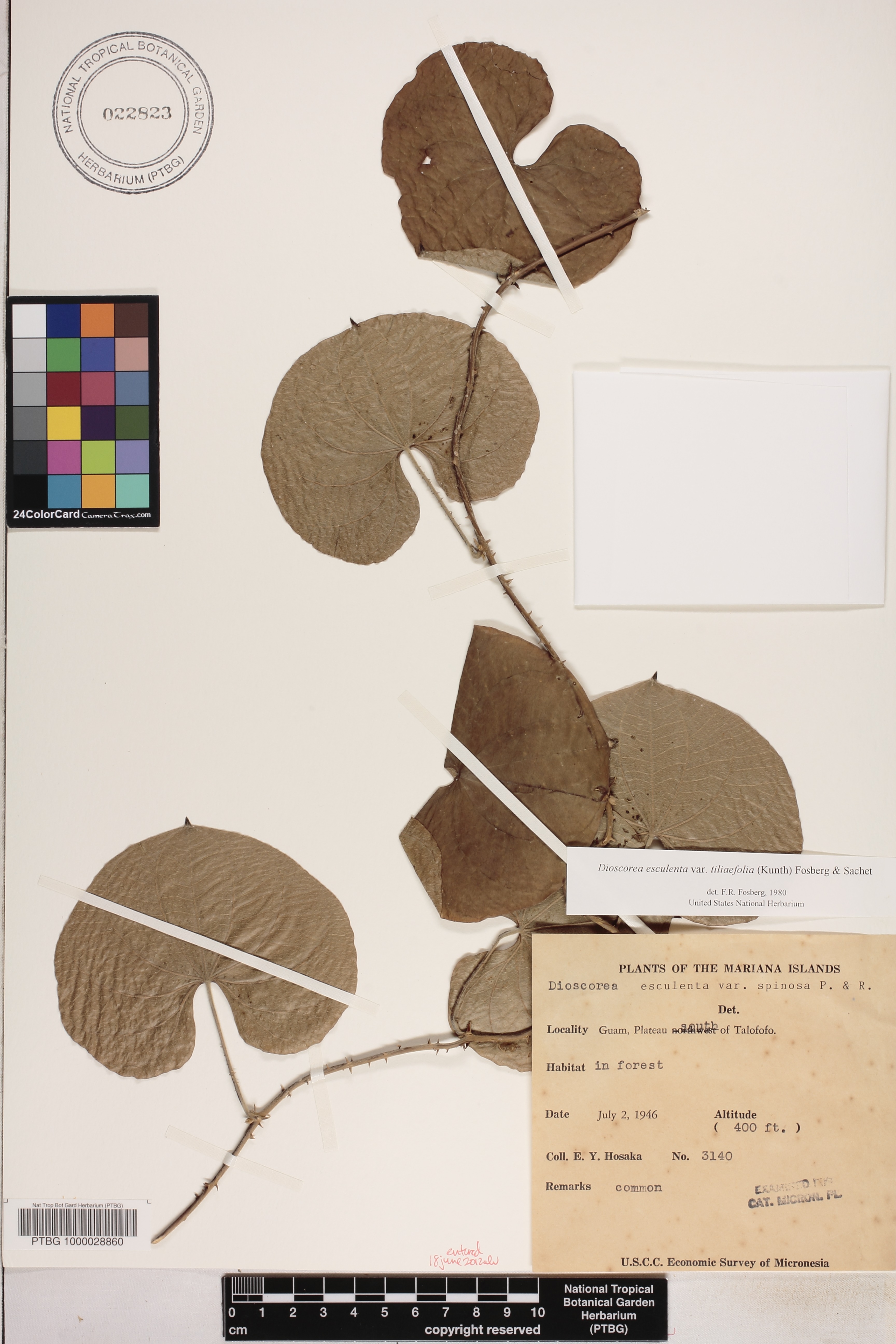 Dioscorea esculenta image