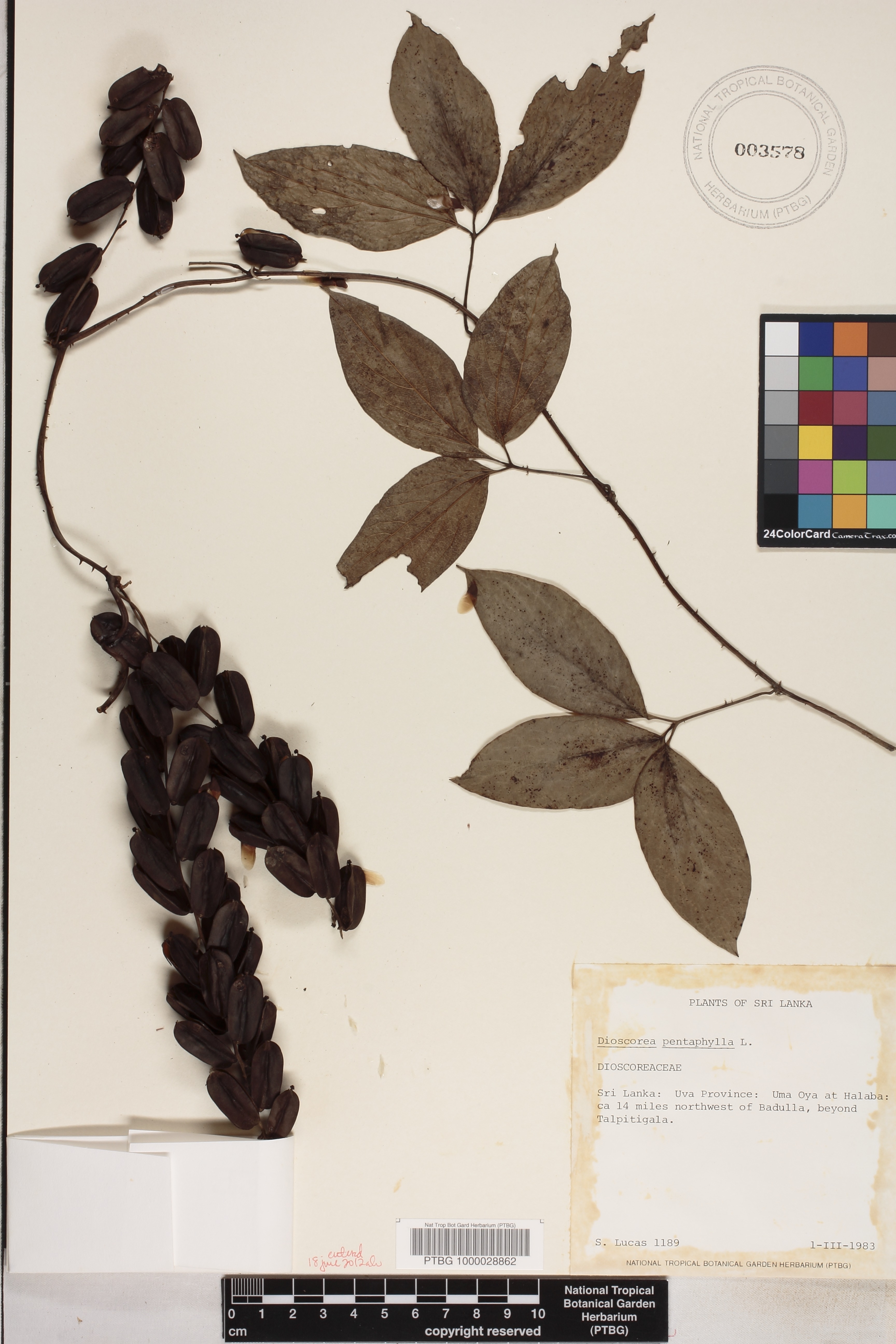 Dioscorea pentaphylla image