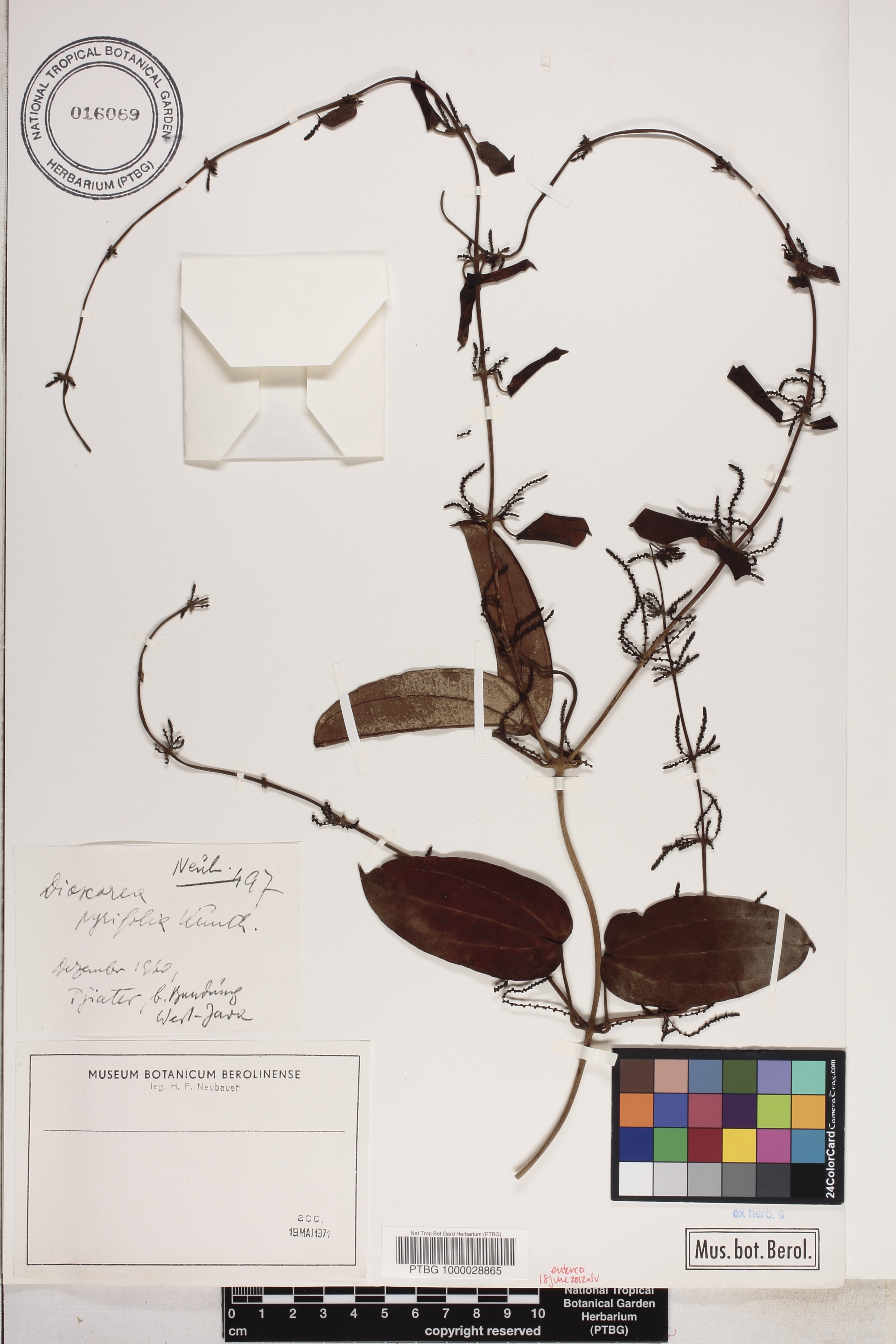 Dioscorea image