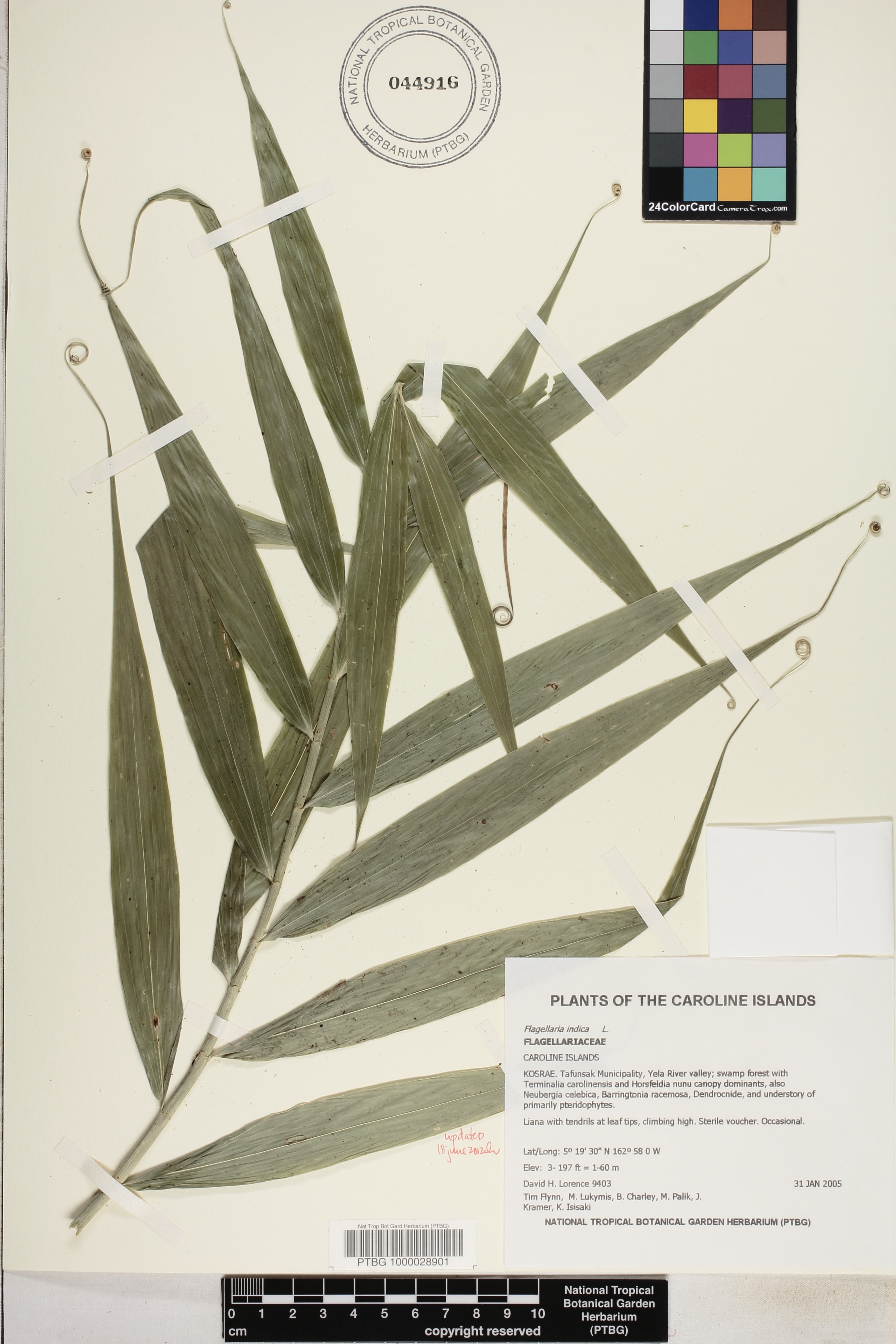 Flagellaria indica image