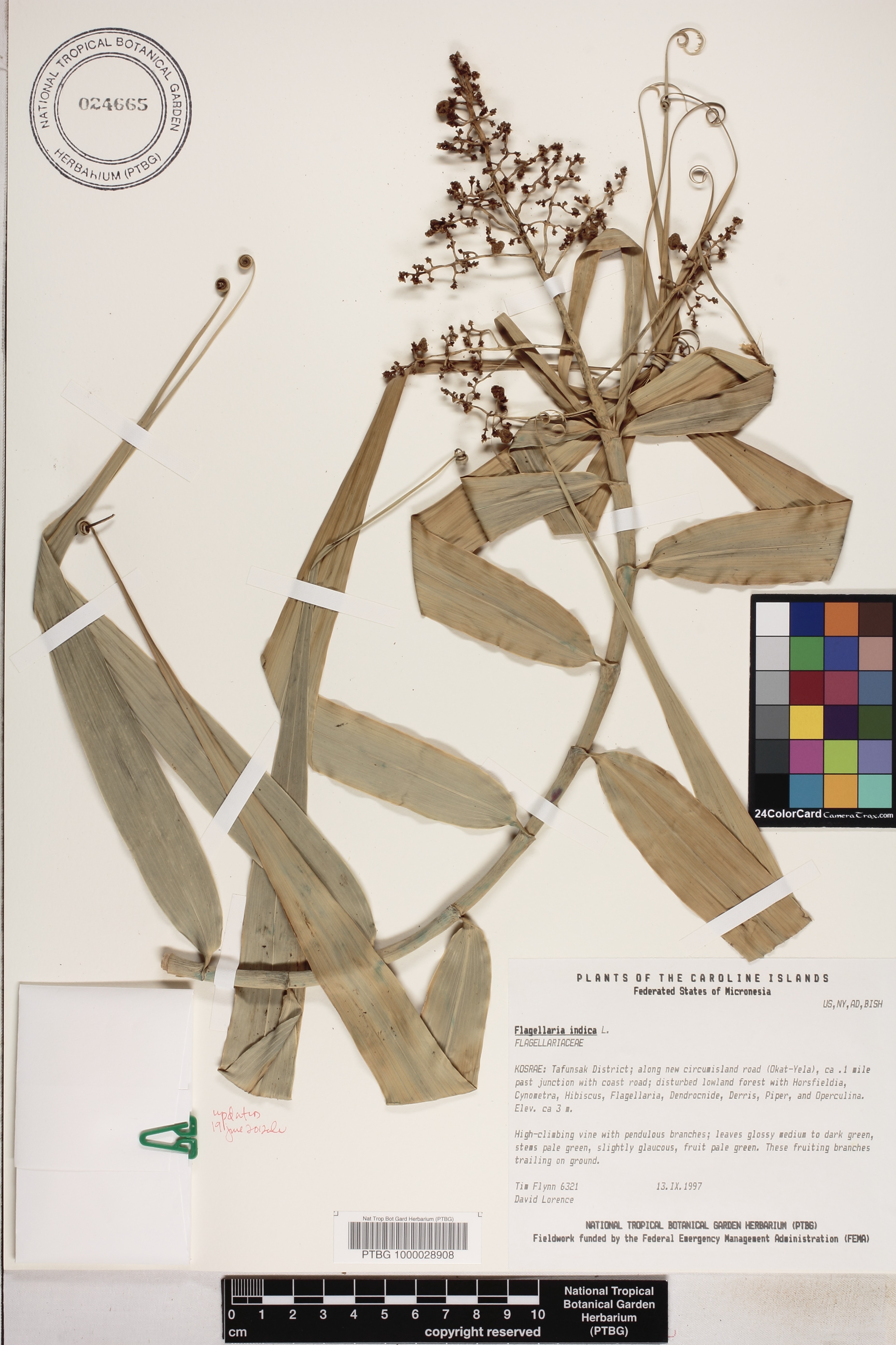 Flagellaria indica image