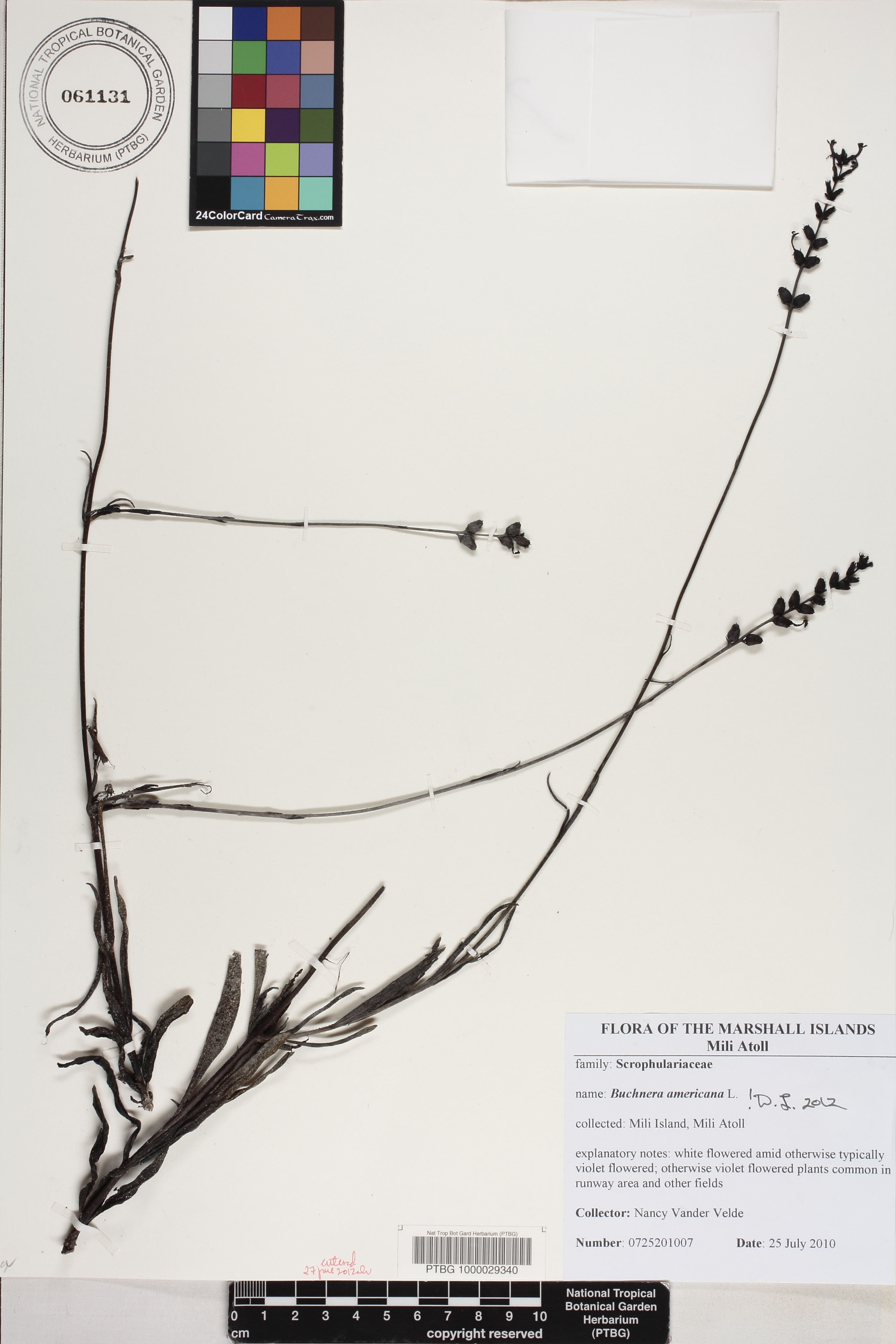 Buchnera americana image