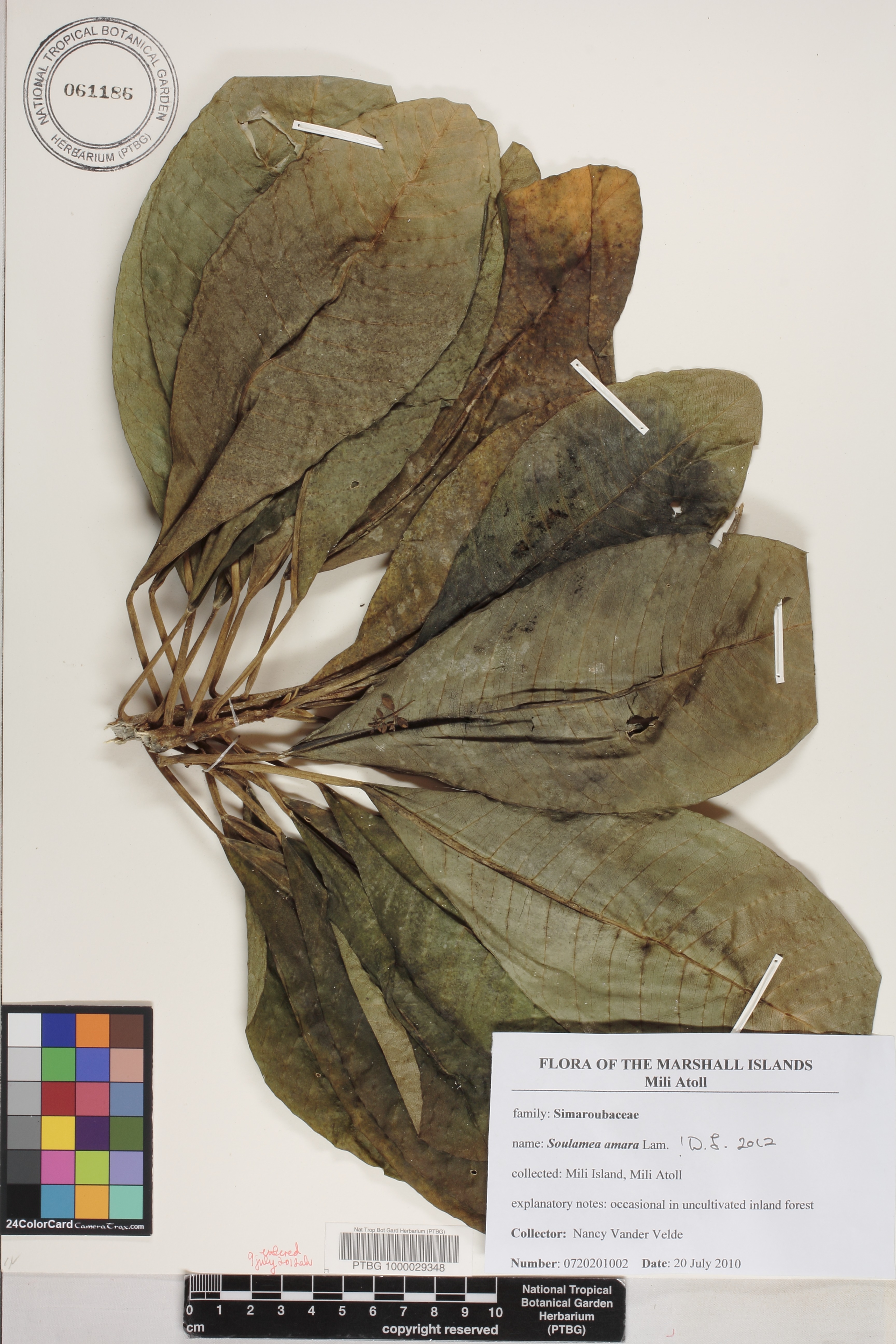 Soulamea amara image