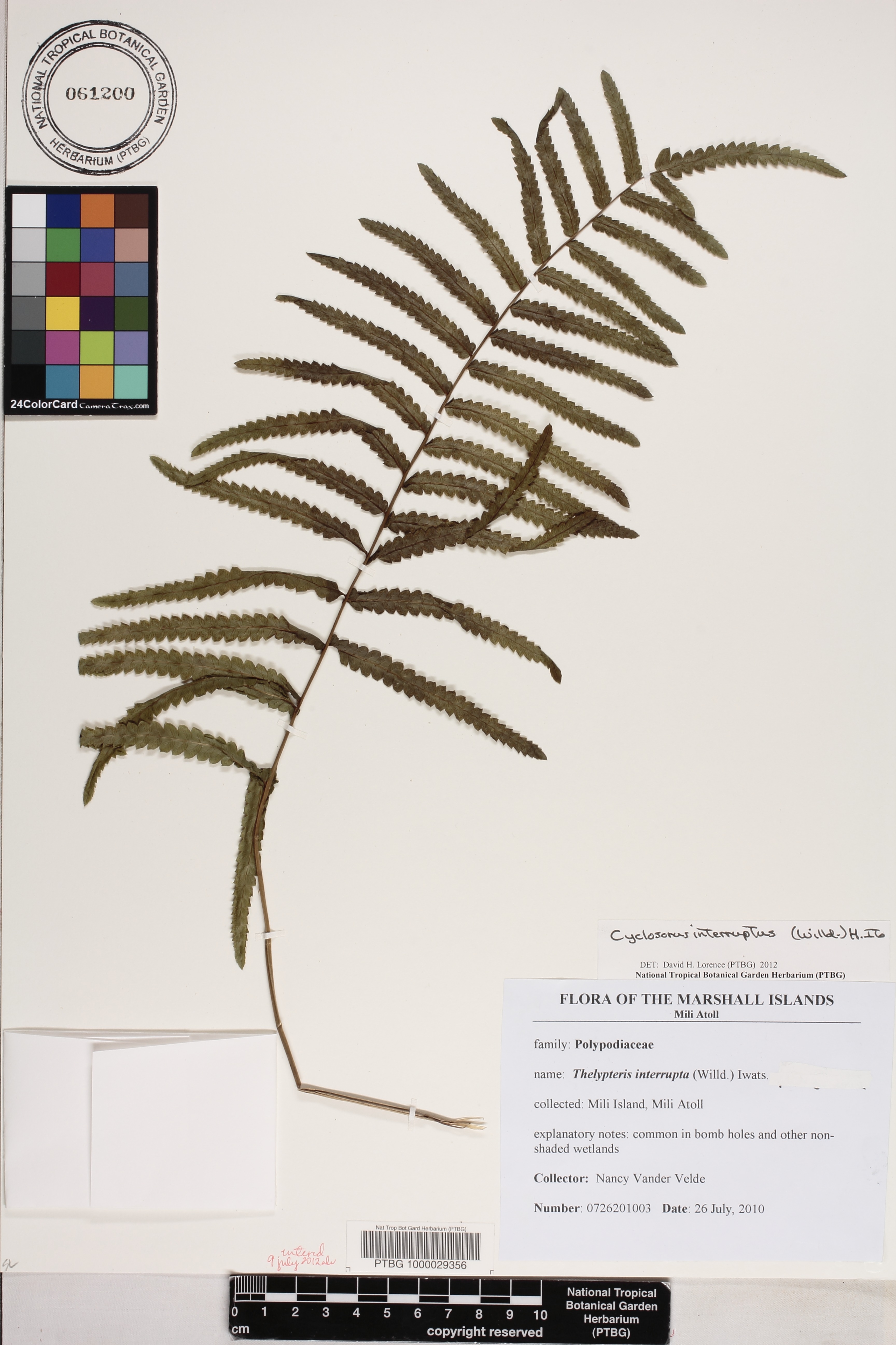 Cyclosorus image