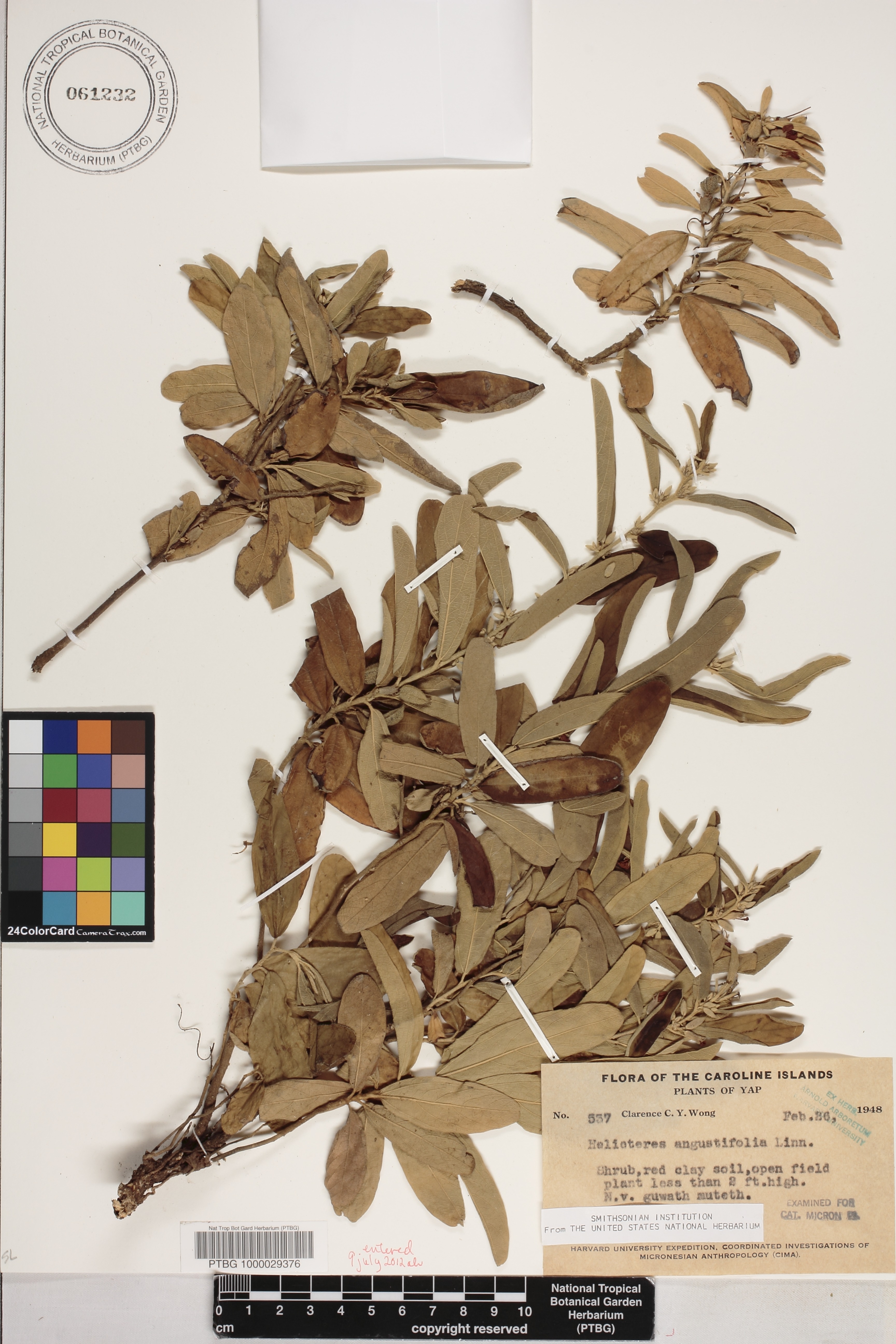 Helicteres angustifolia image