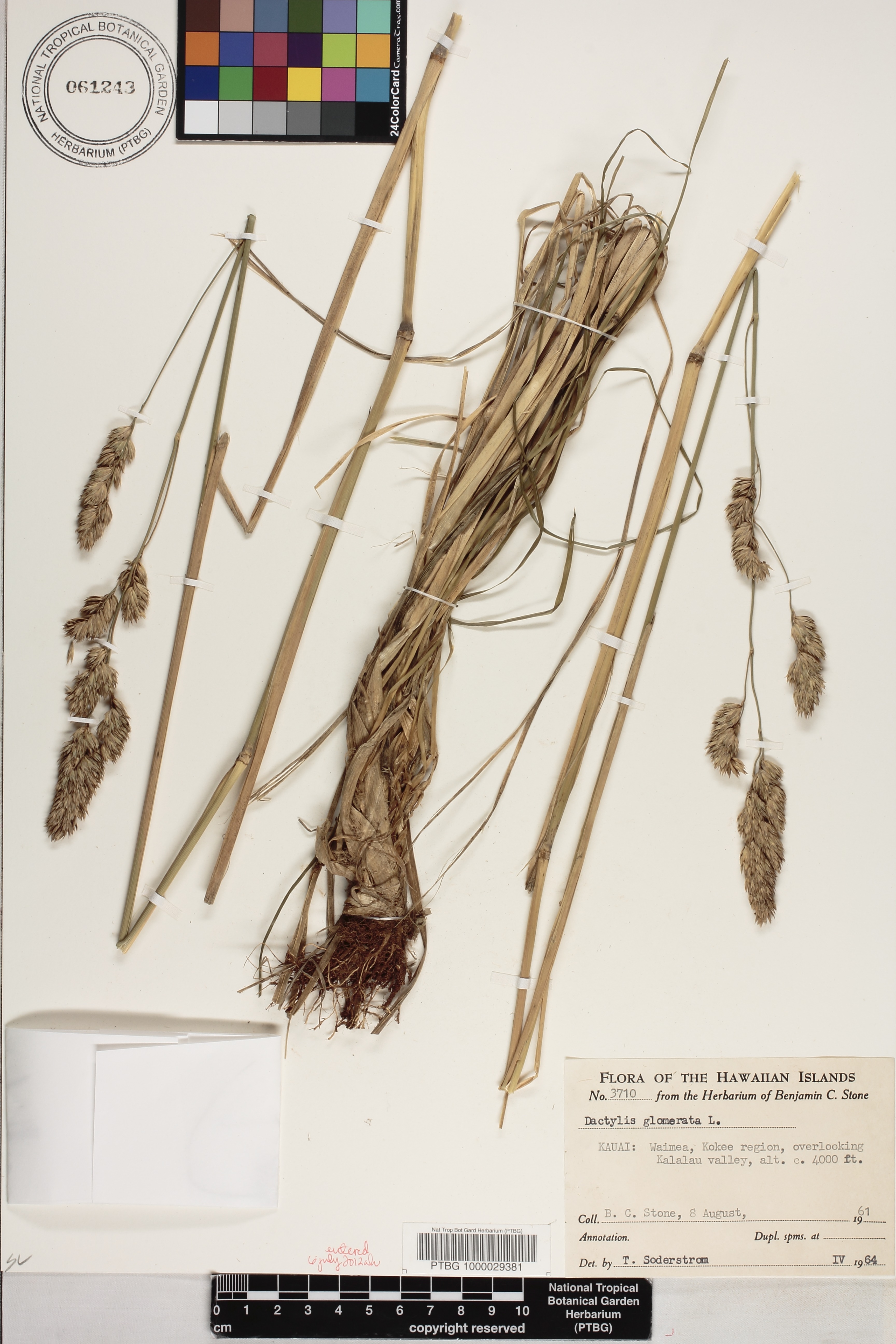 Dactylis glomerata image