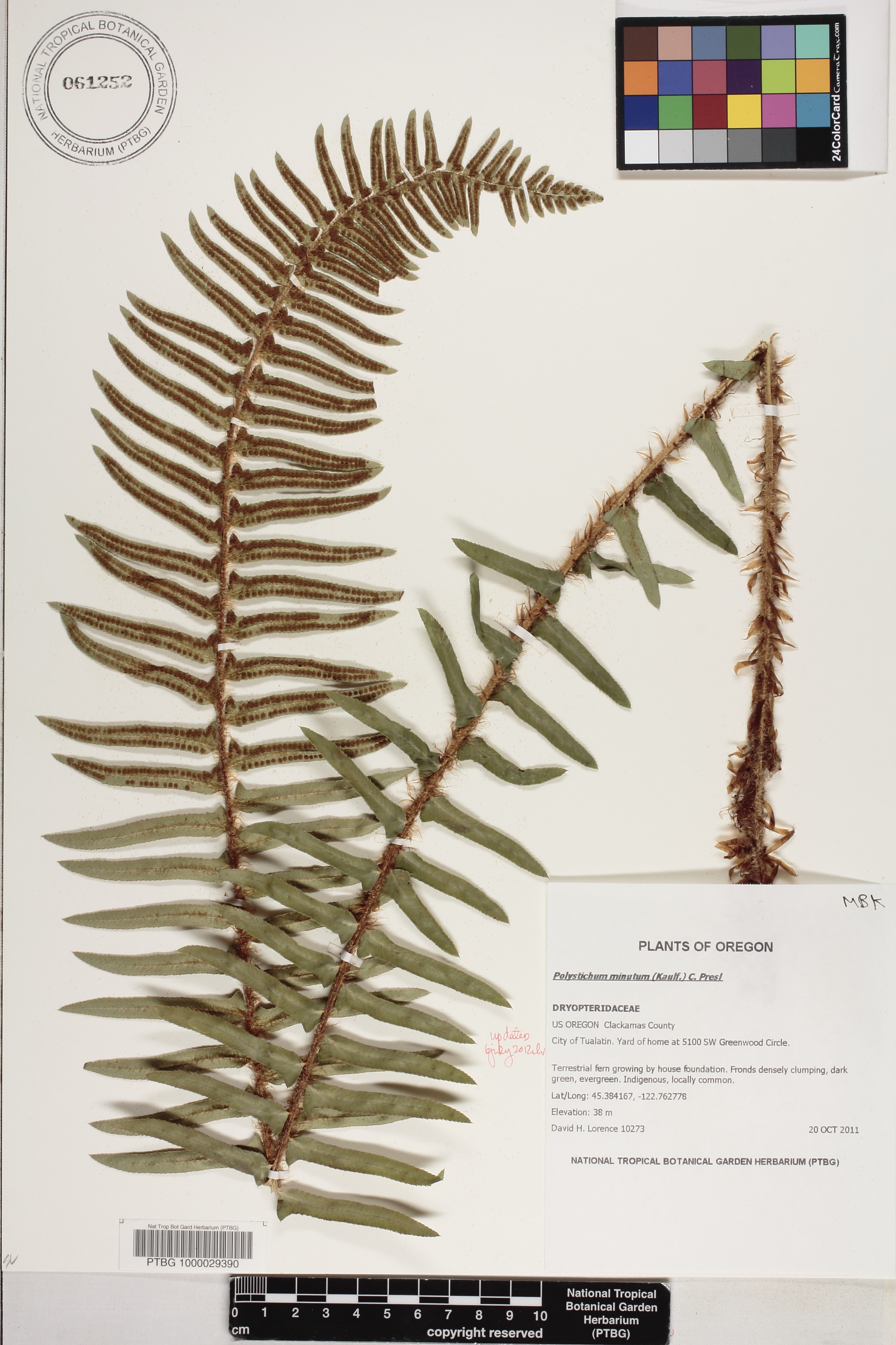 Polystichum image