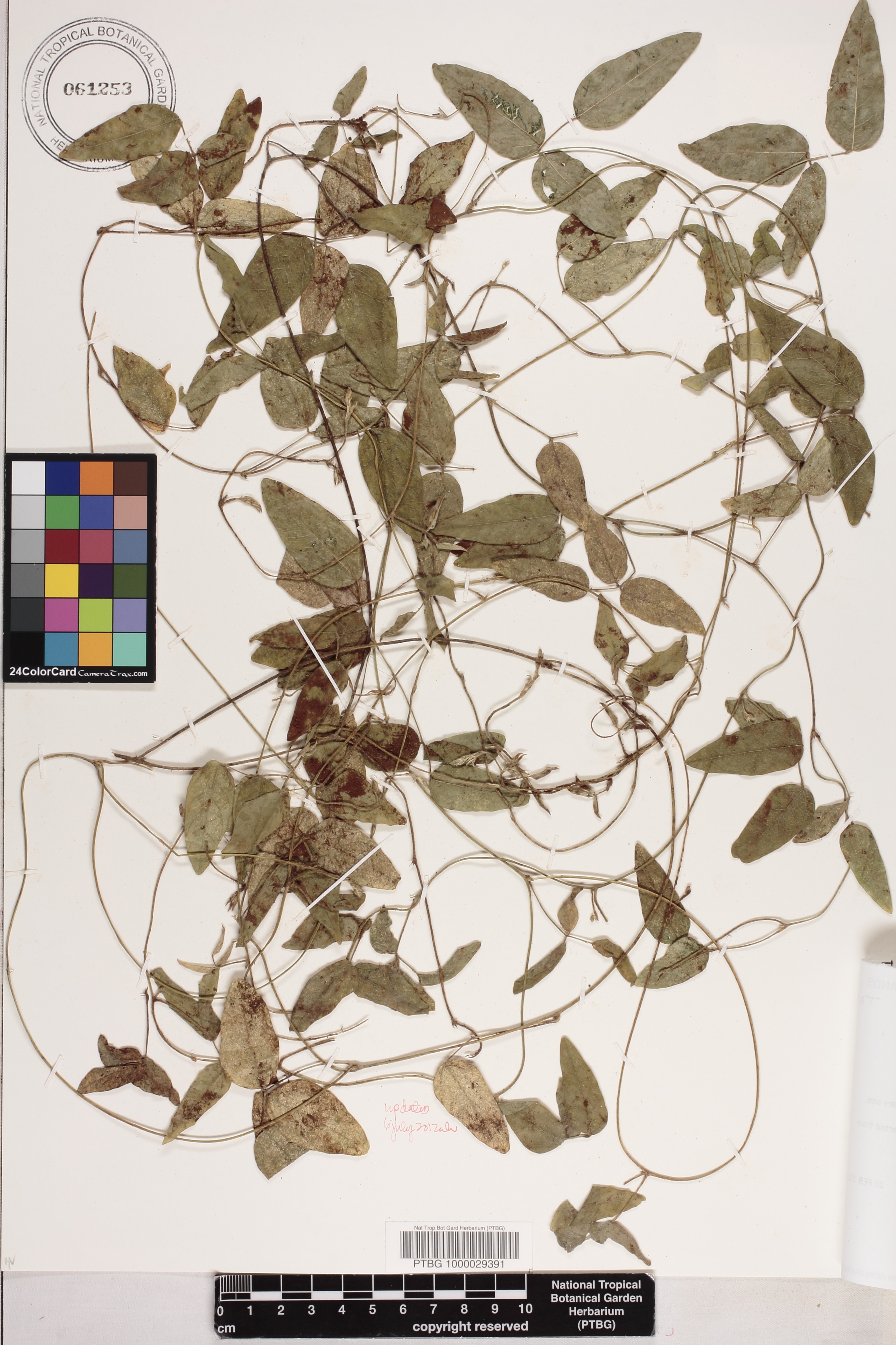 Vigna o-wahuensis image