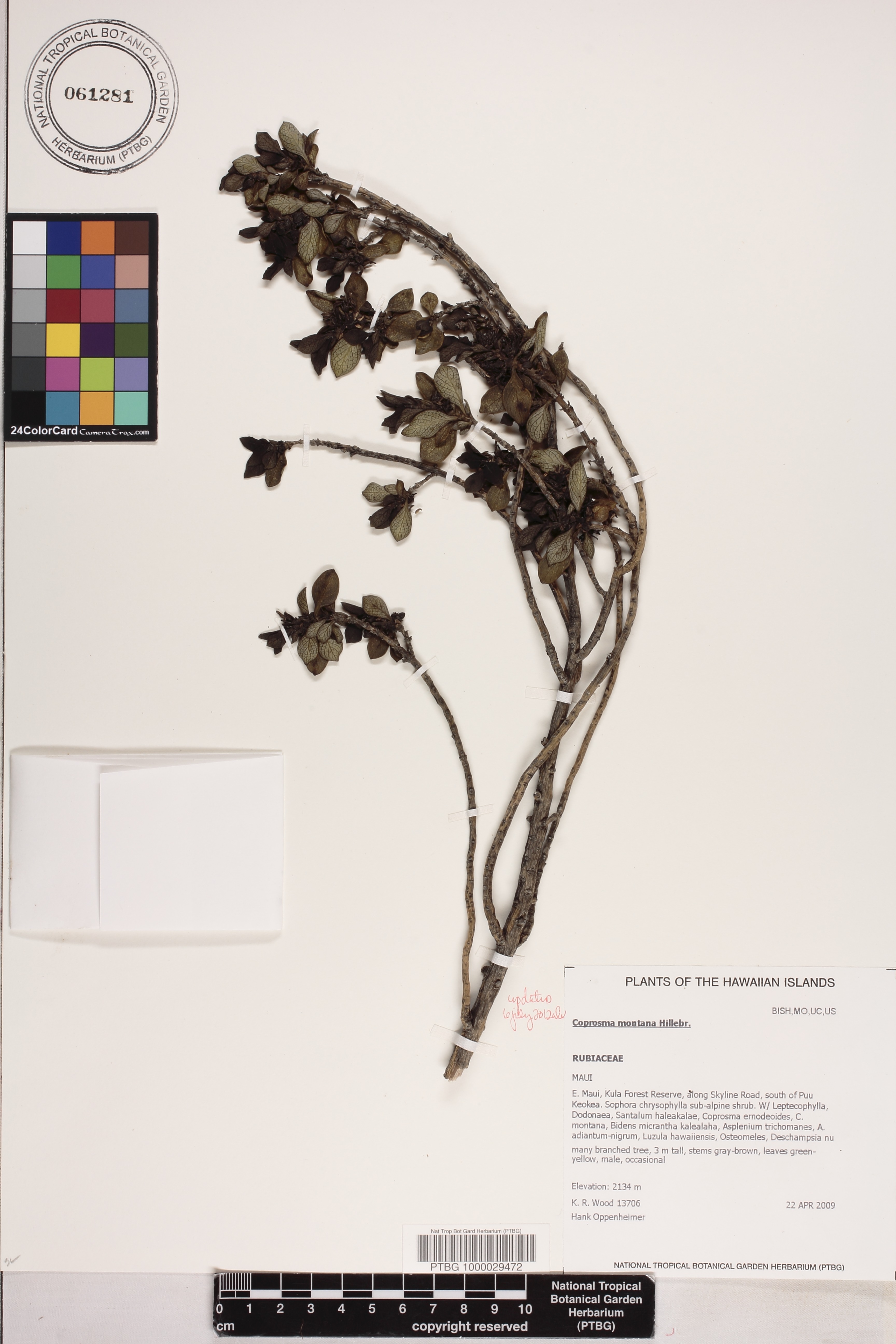 Coprosma montana image