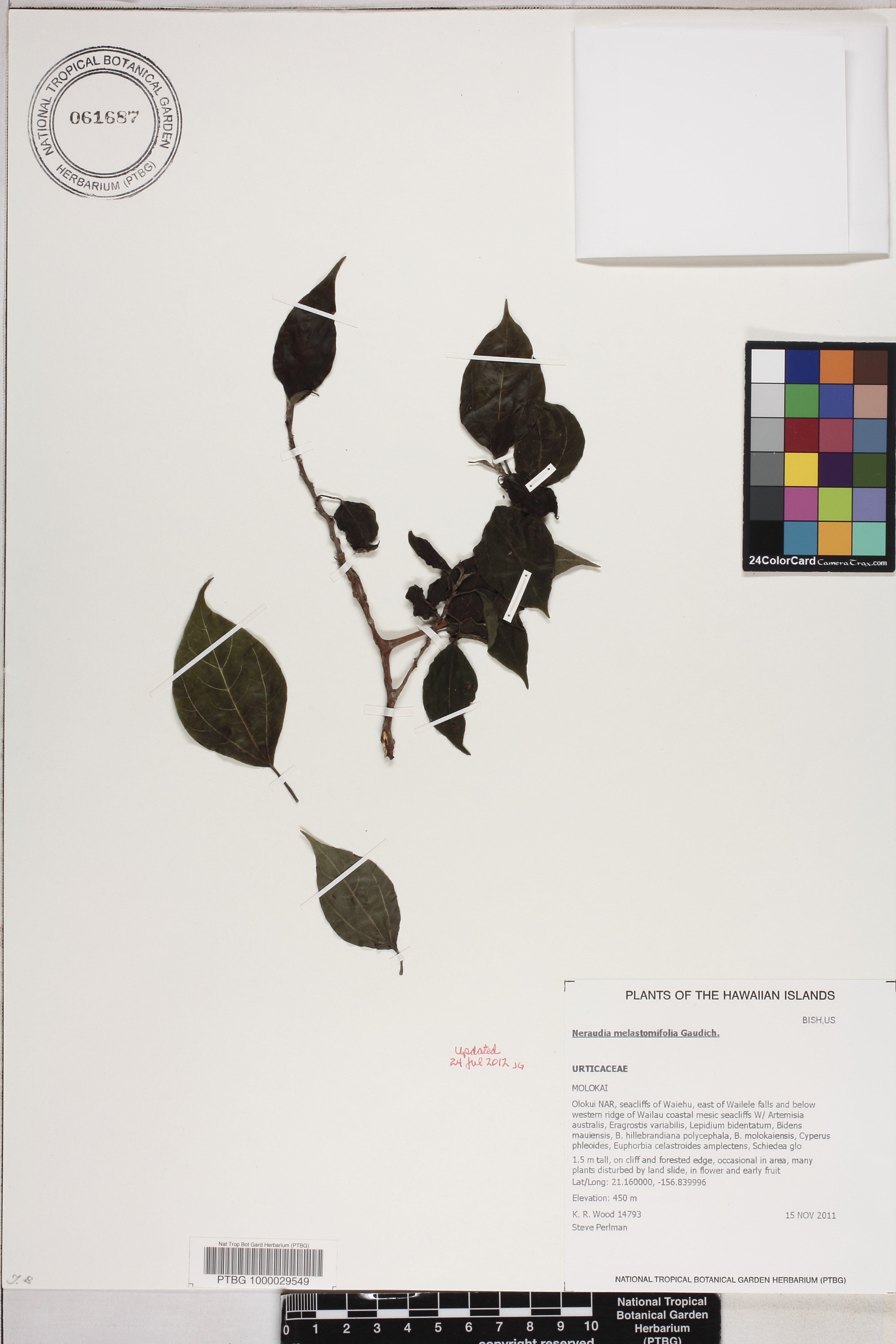Neraudia melastomifolia image