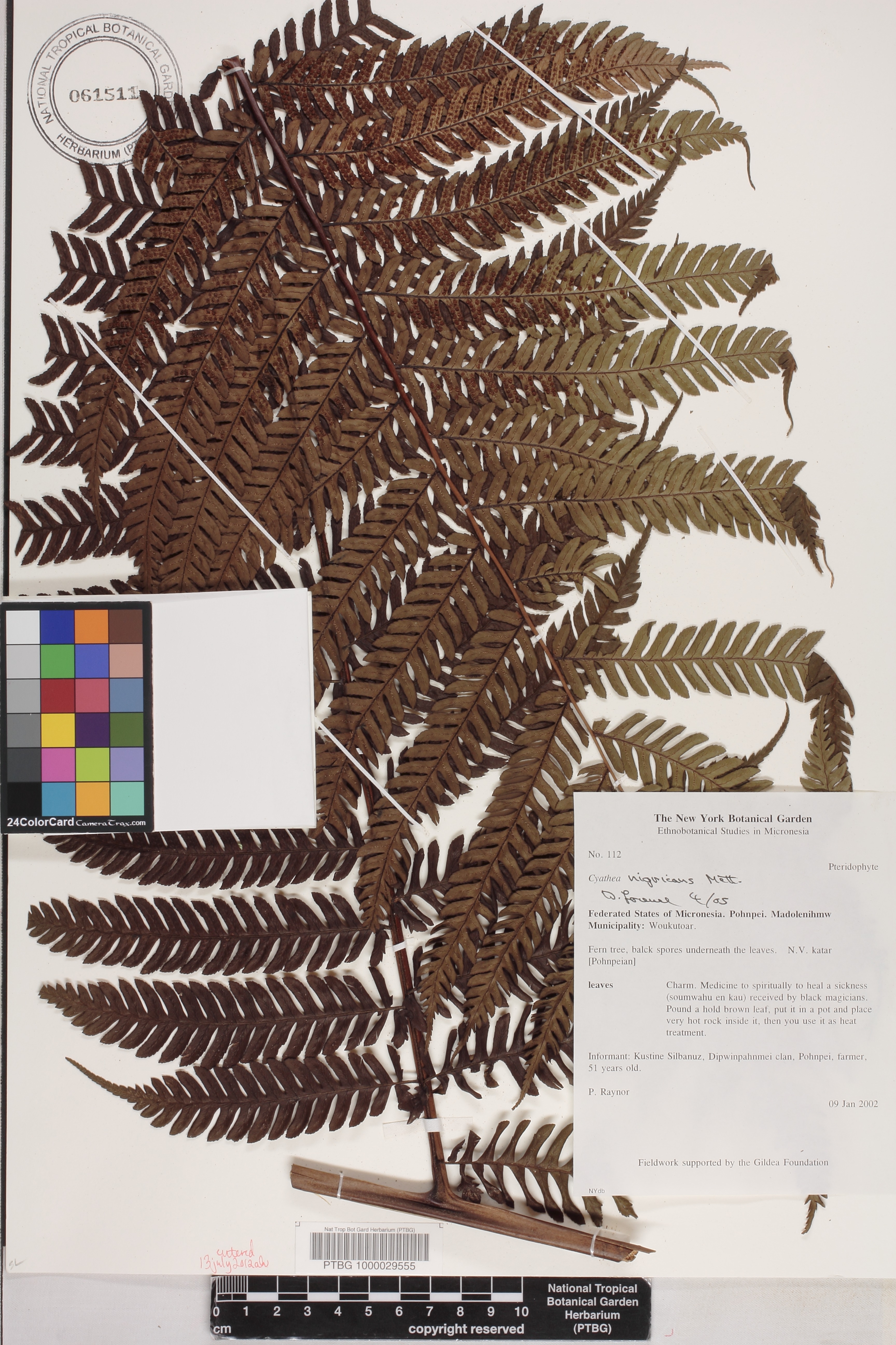 Sphaeropteris nigricans image