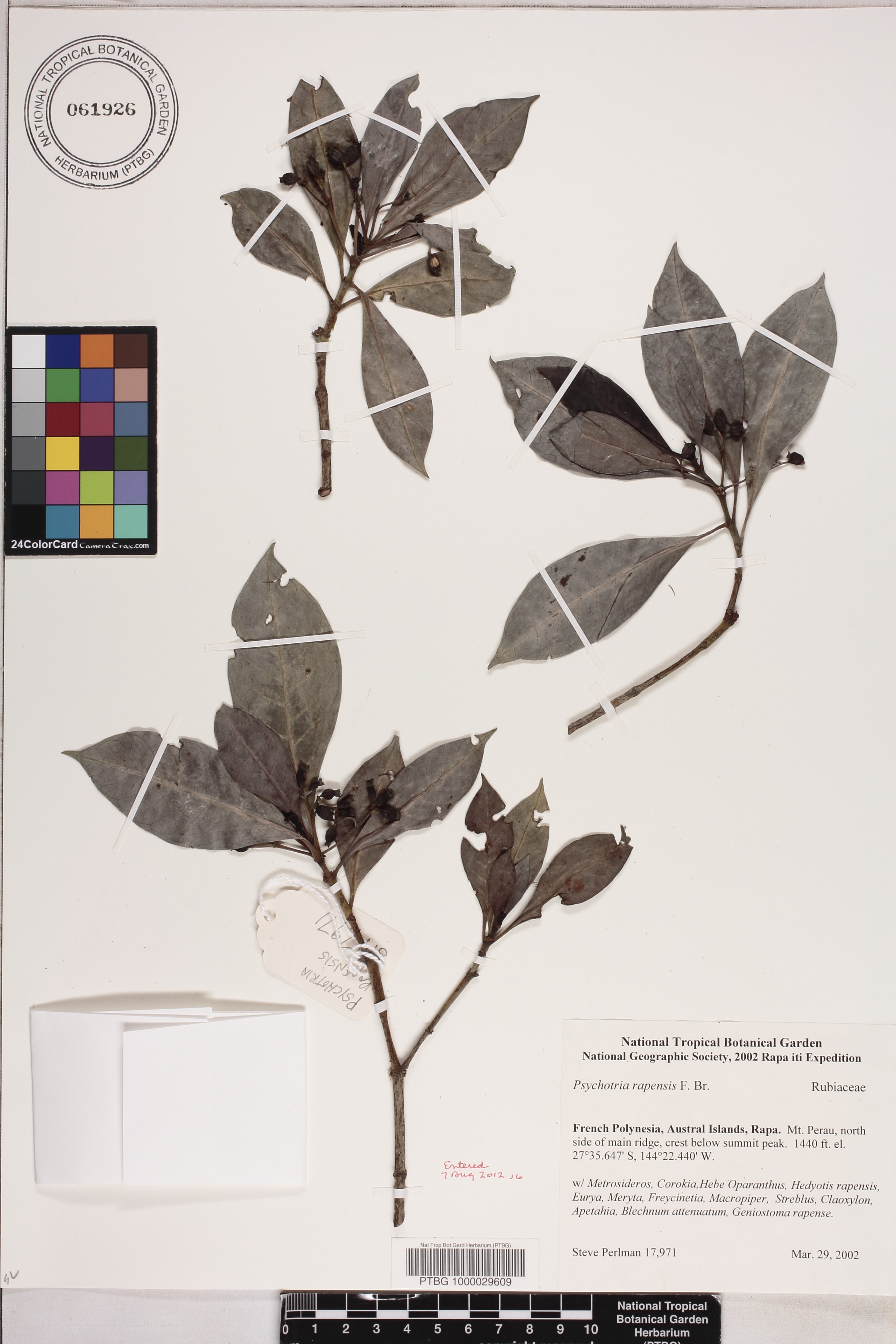 Psychotria rapensis image
