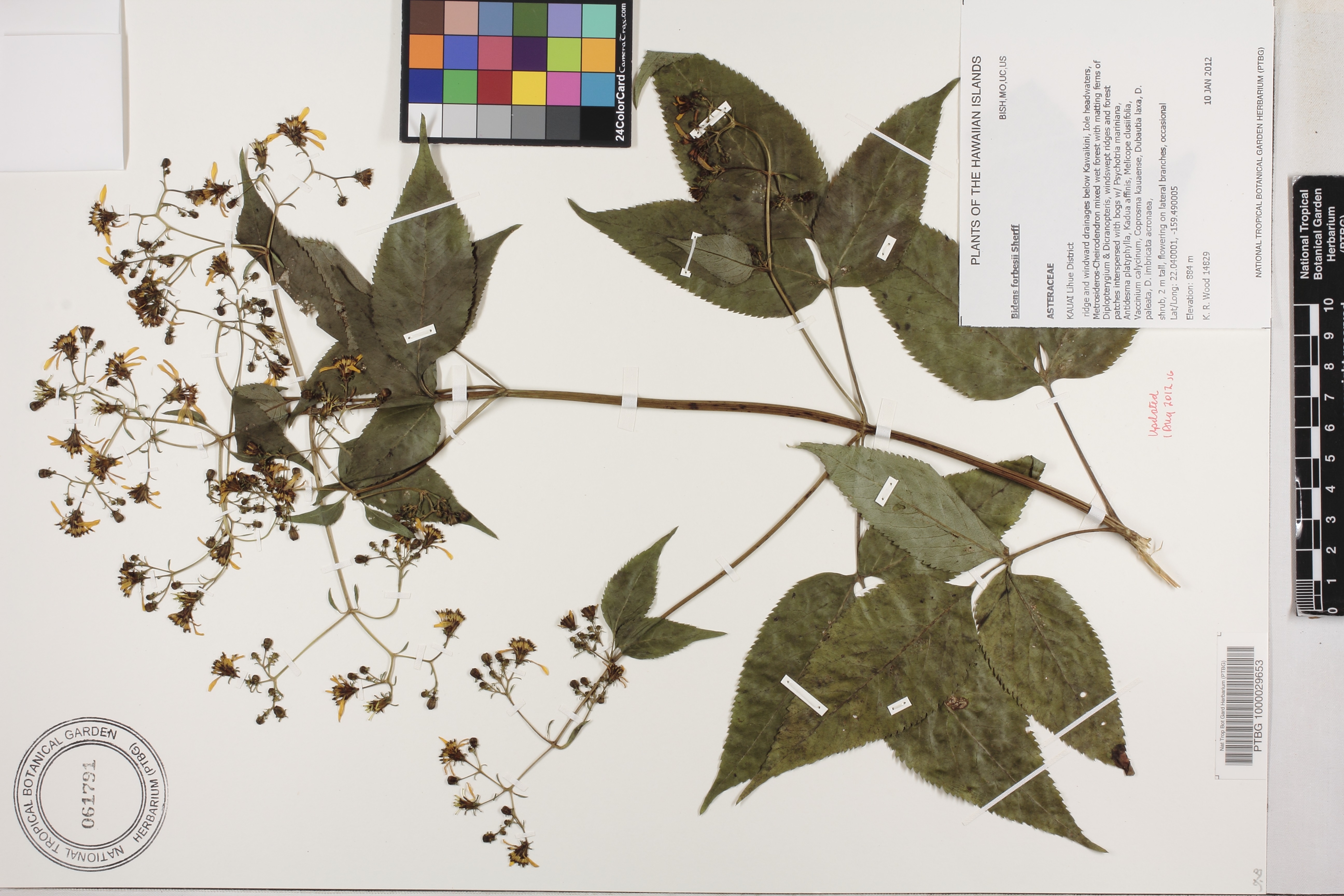 Bidens forbesii image