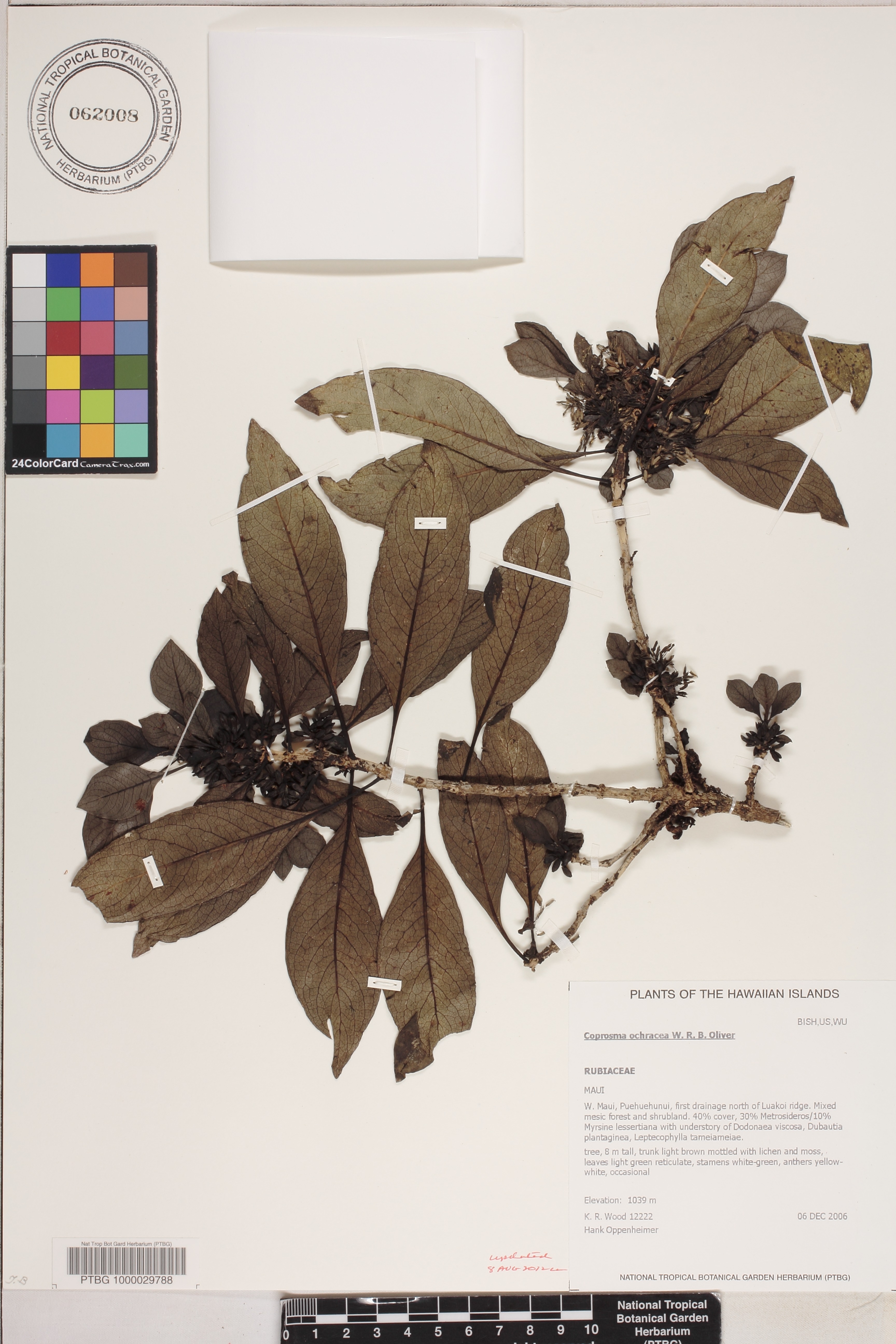 Coprosma ochracea image