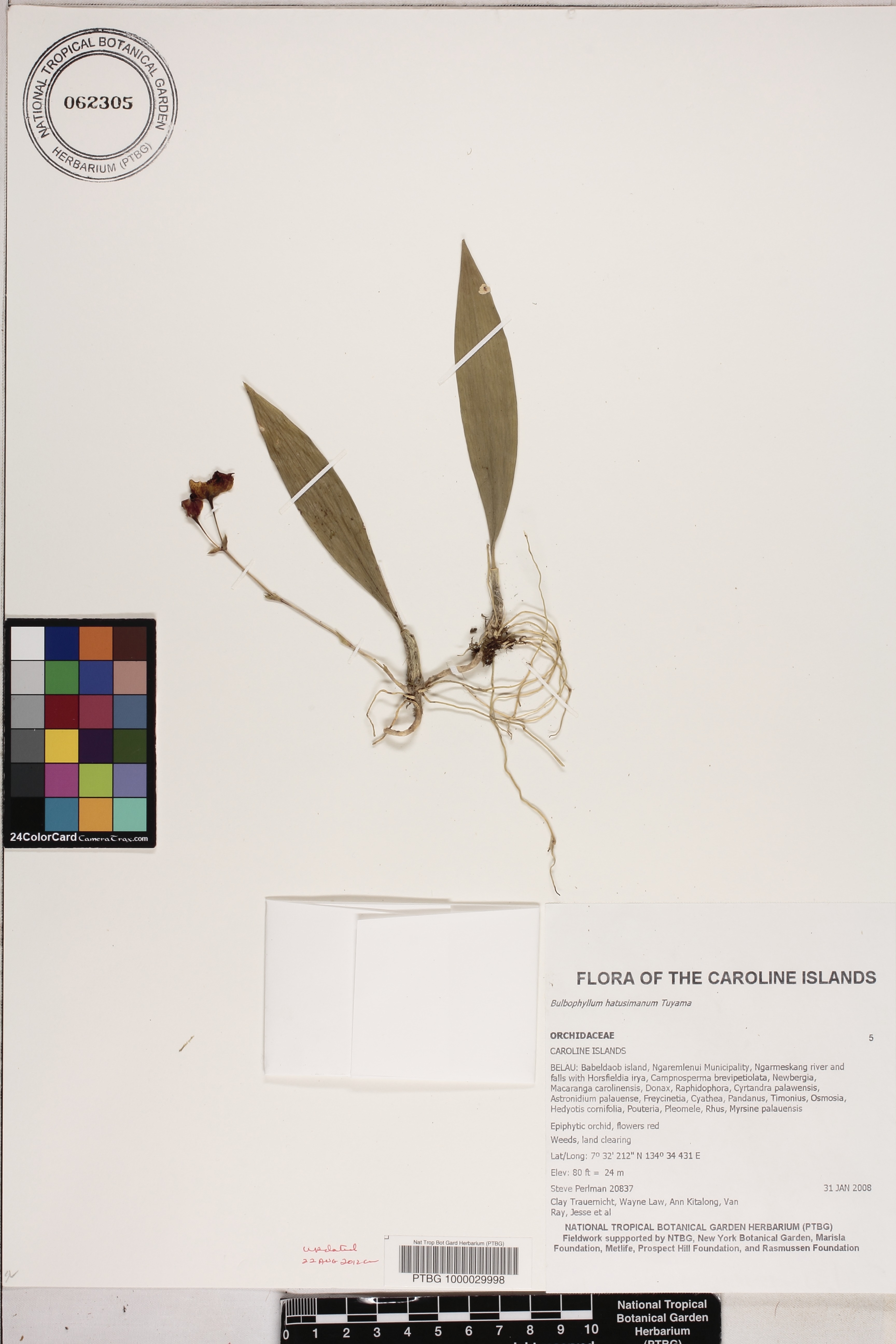 Bulbophyllum hatusimanum image