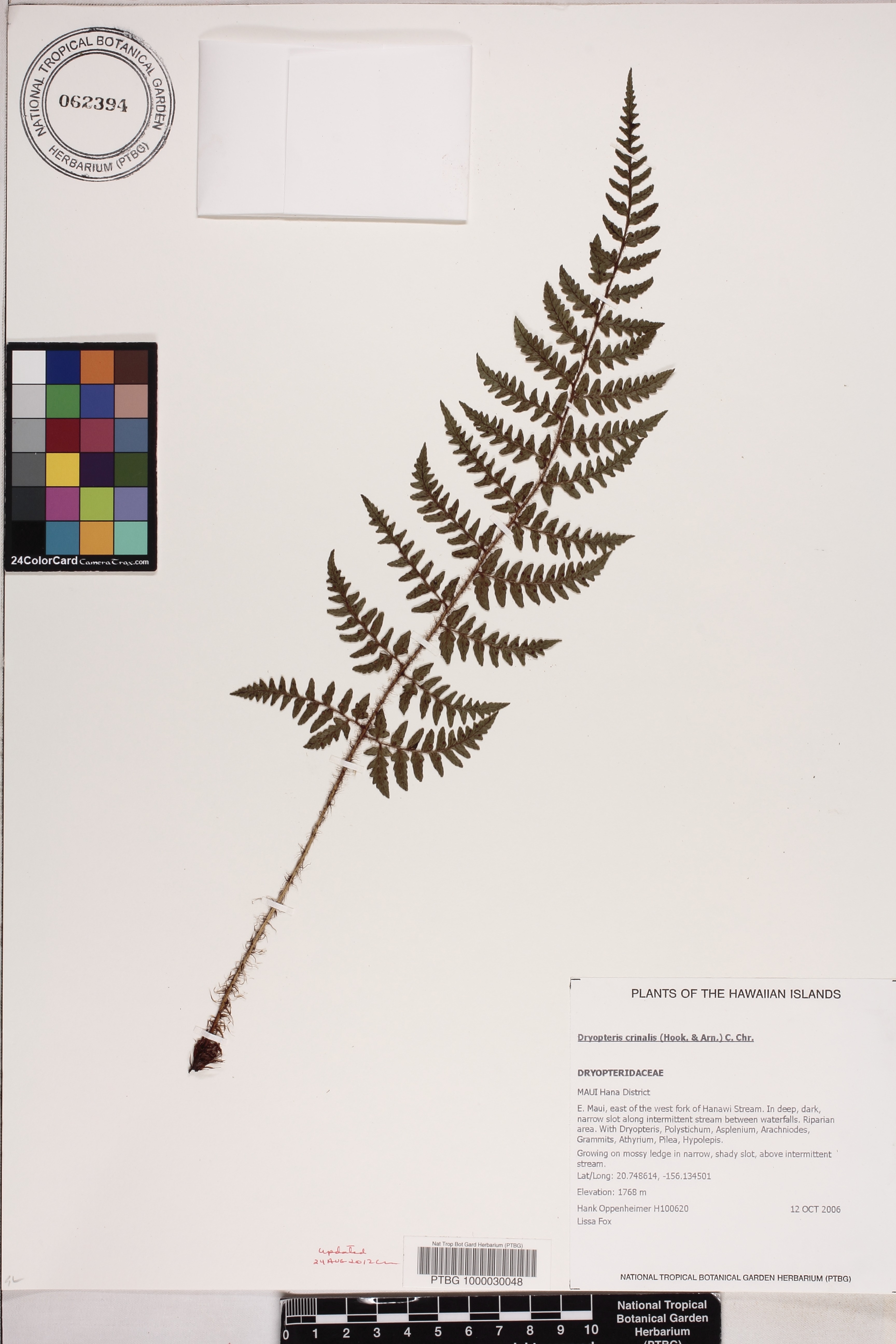 Dryopteris crinalis image