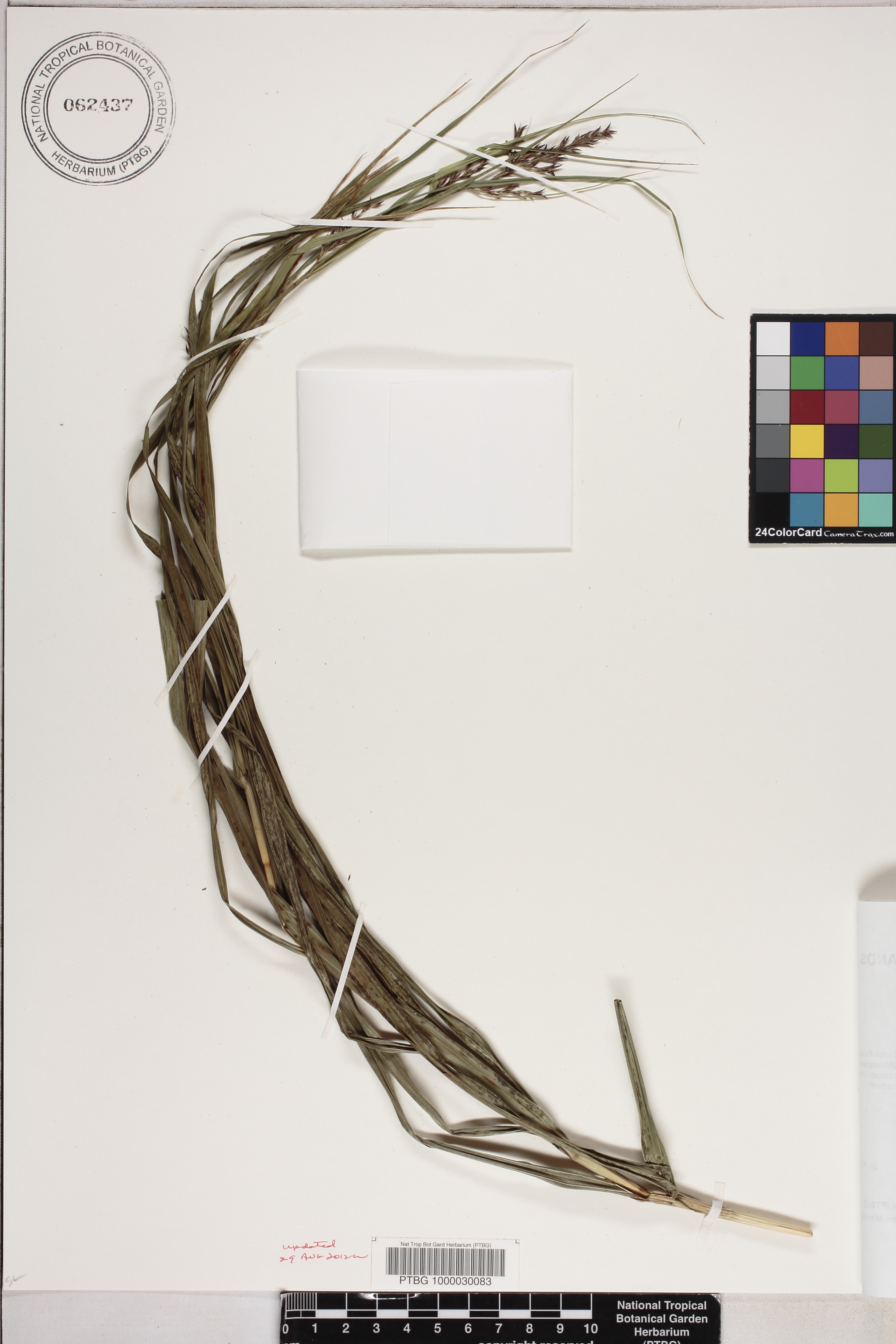 Miscanthus floridulus image
