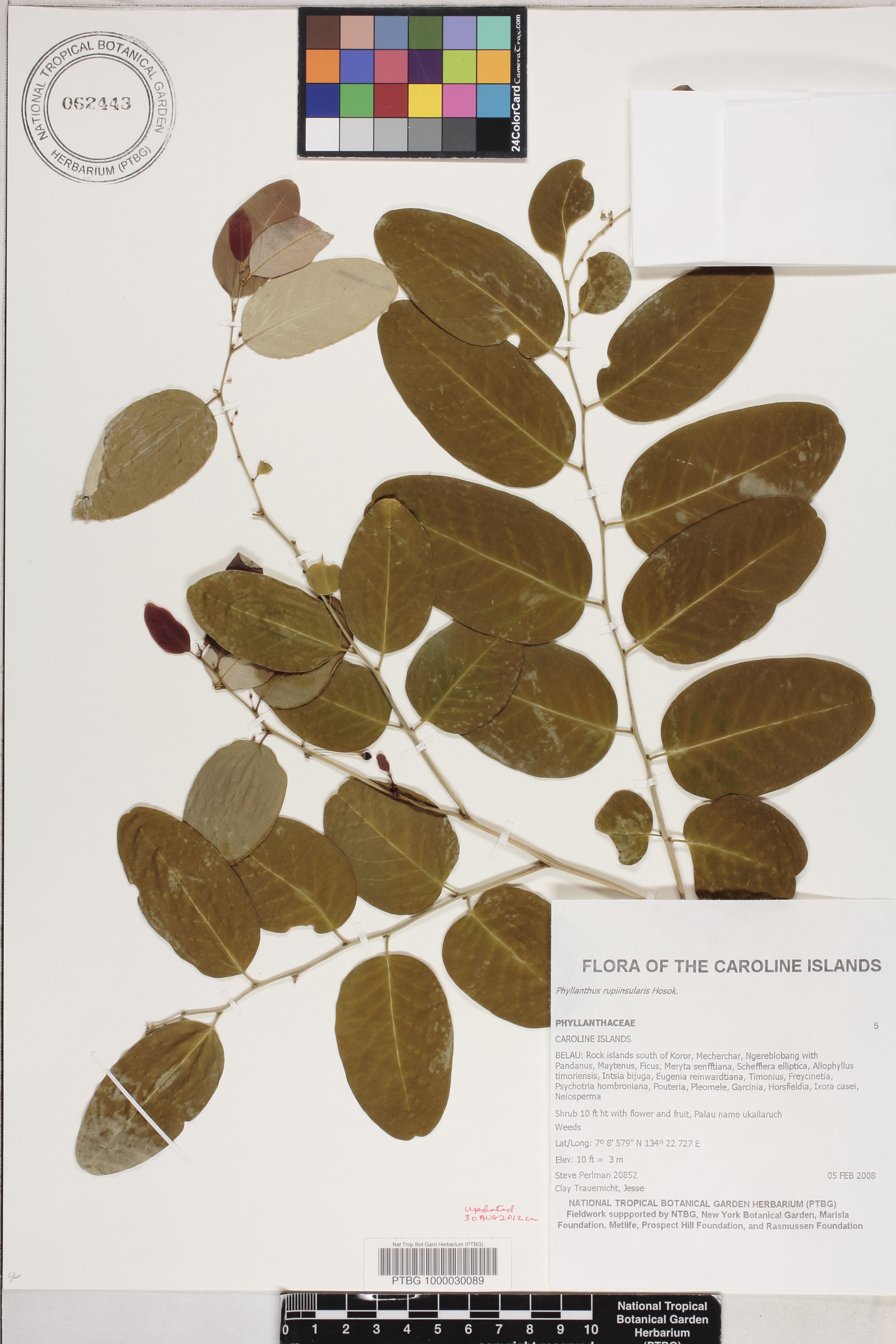 Phyllanthus rupiinsularis image