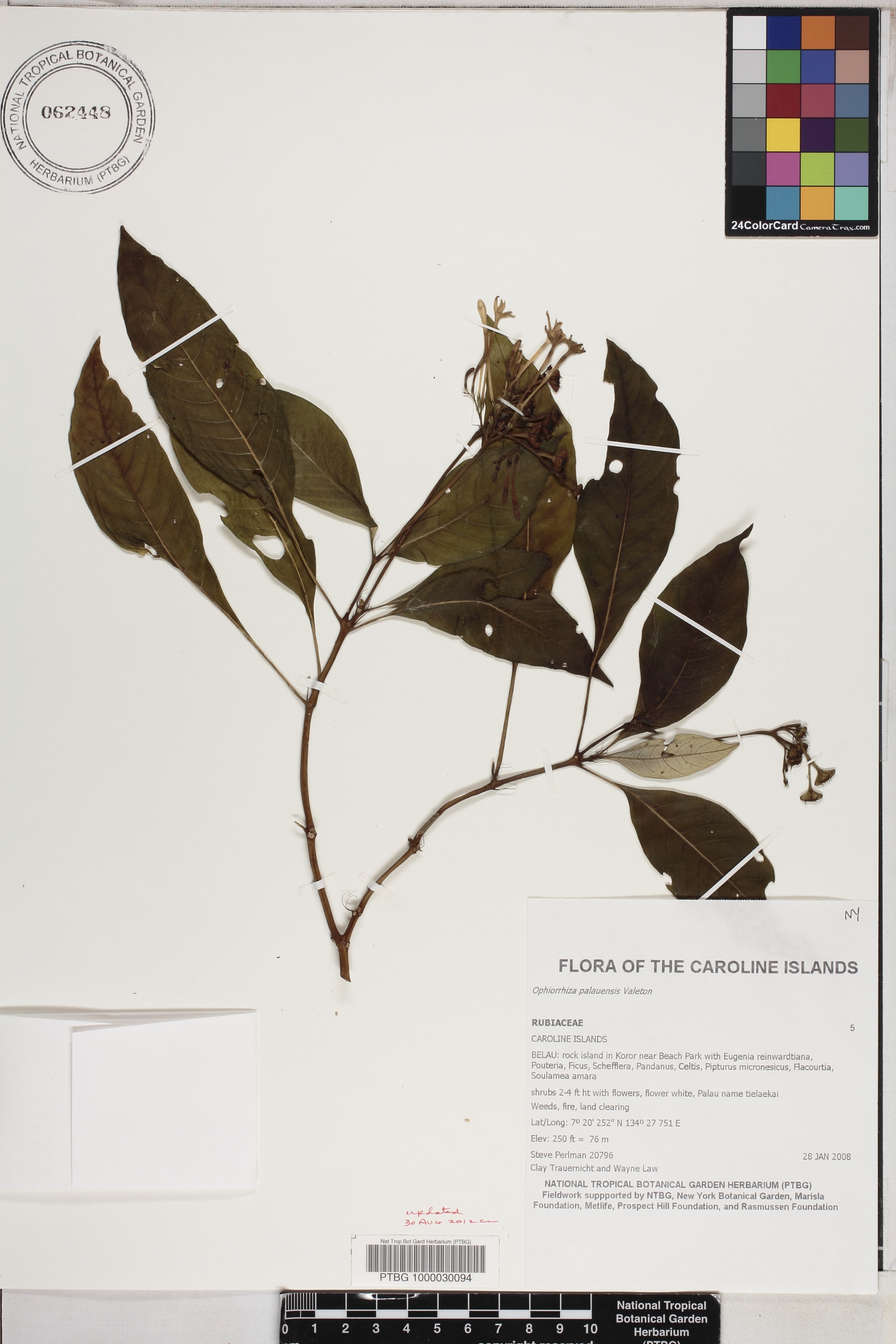 Ophiorrhiza palauensis image