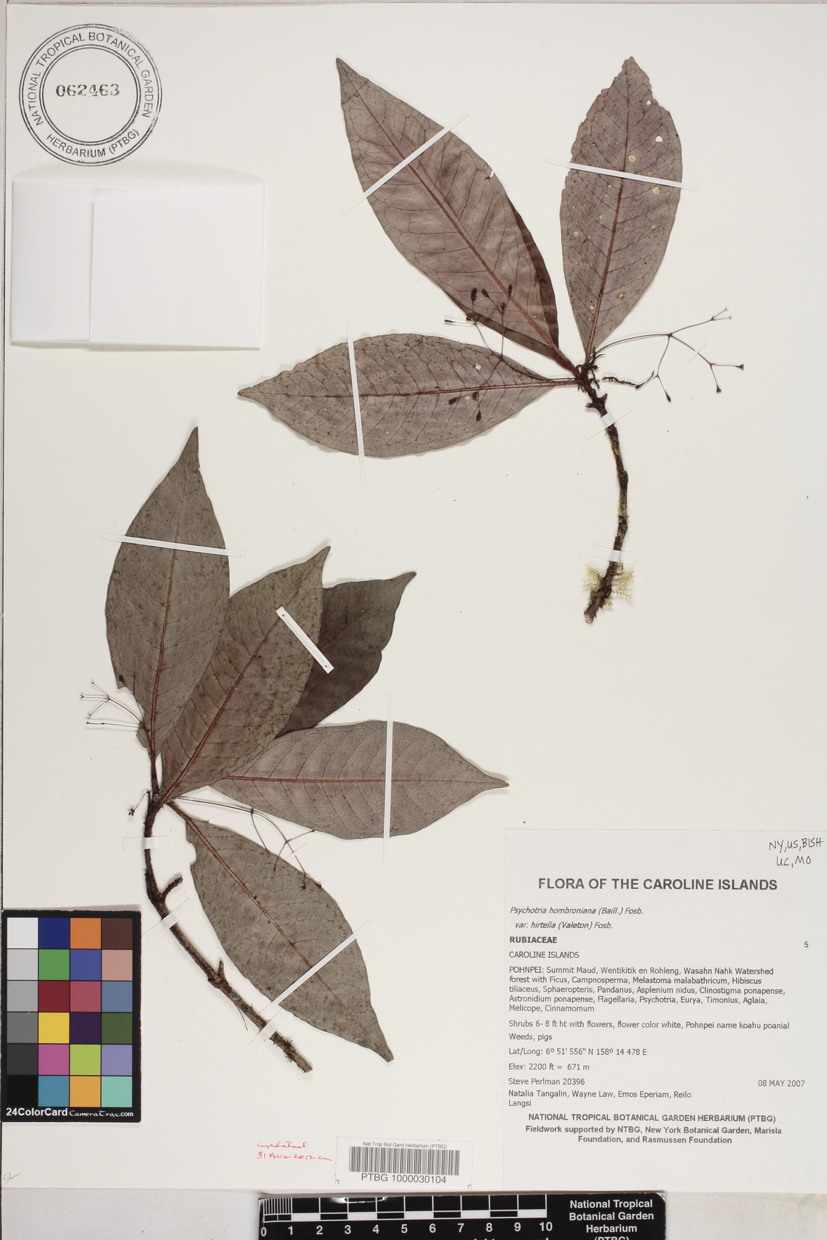 Psychotria hombroniana var. hirtella image
