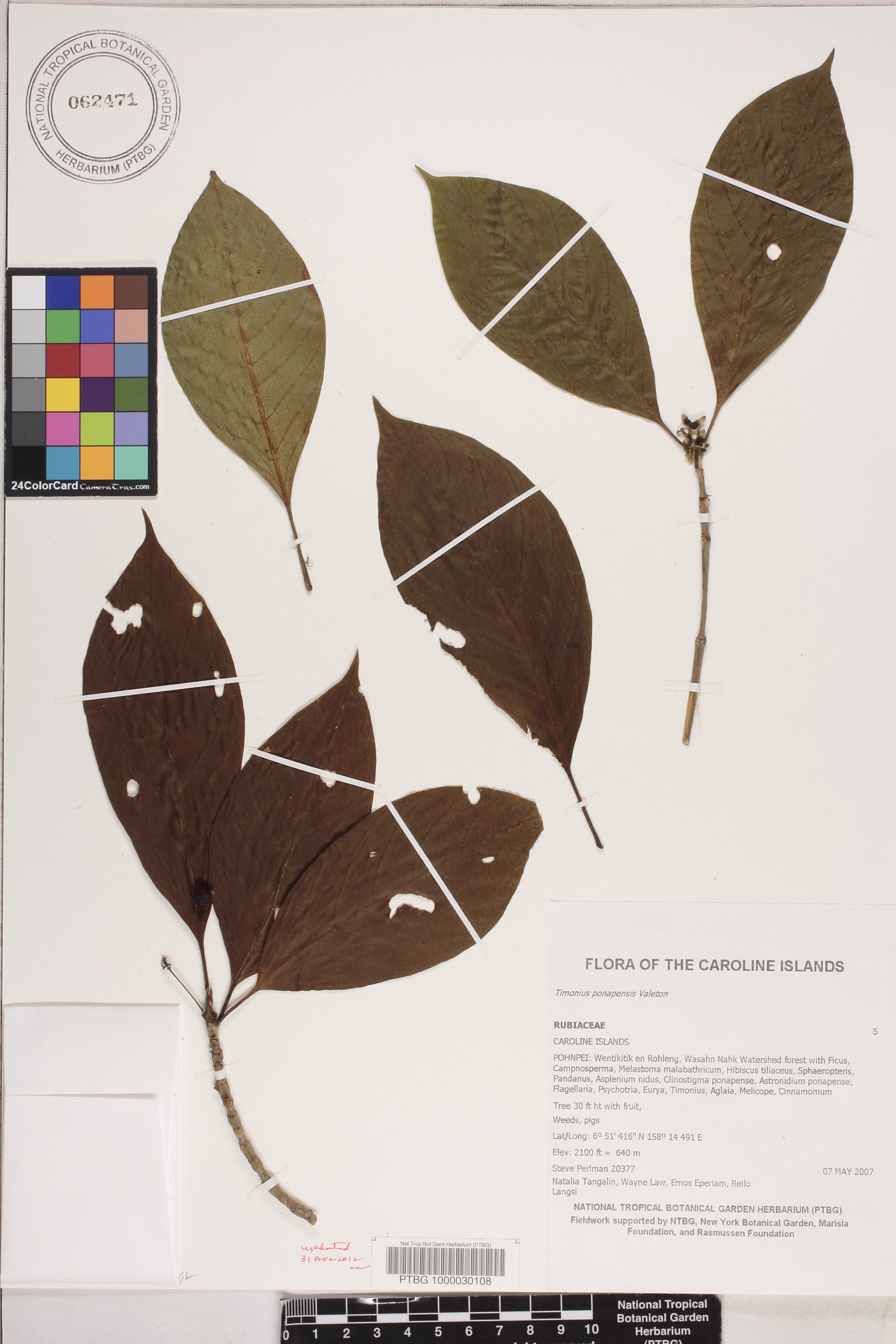 Timonius ponapensis image