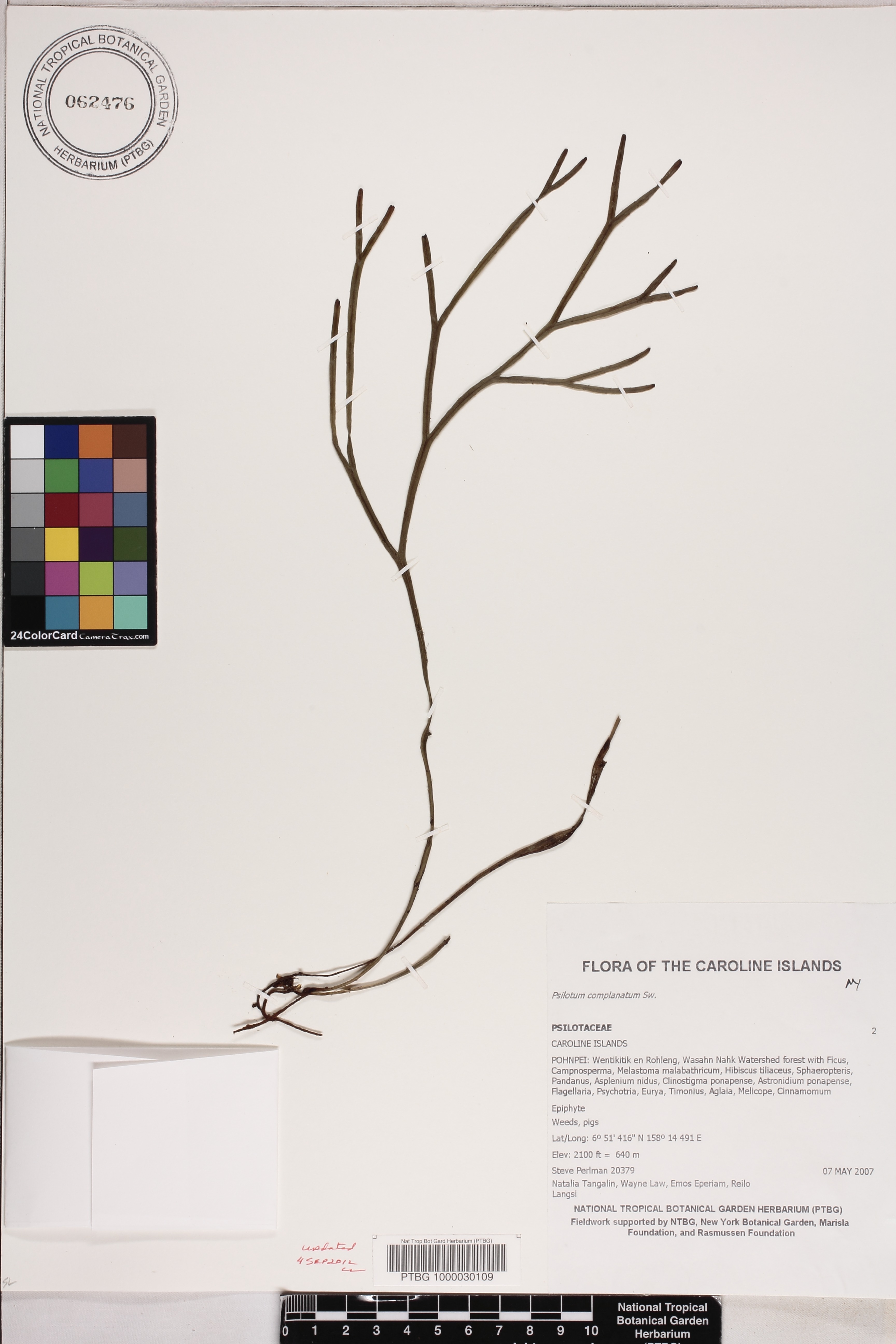 Psilotum complanatum image