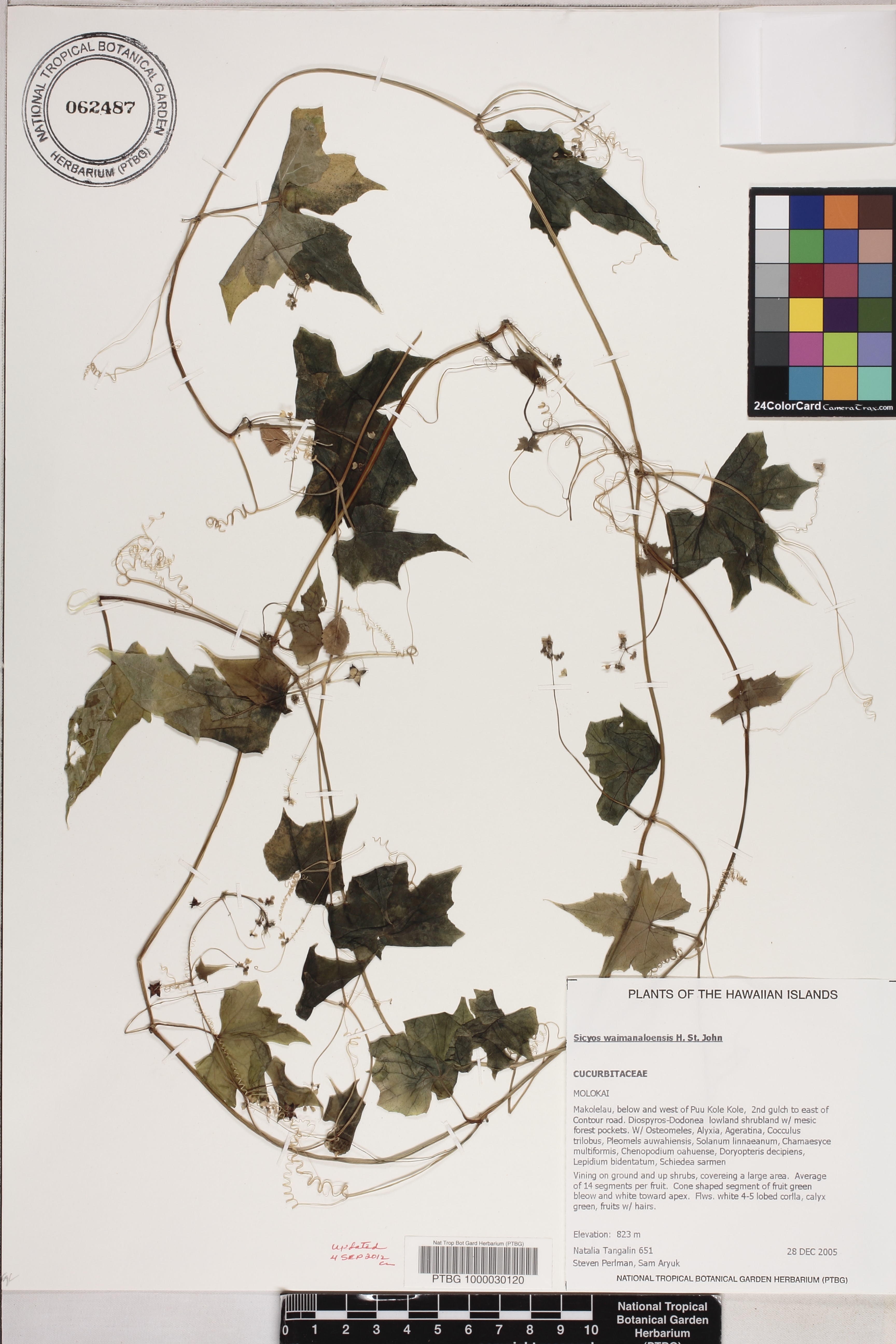 Sicyos waimanaloensis image