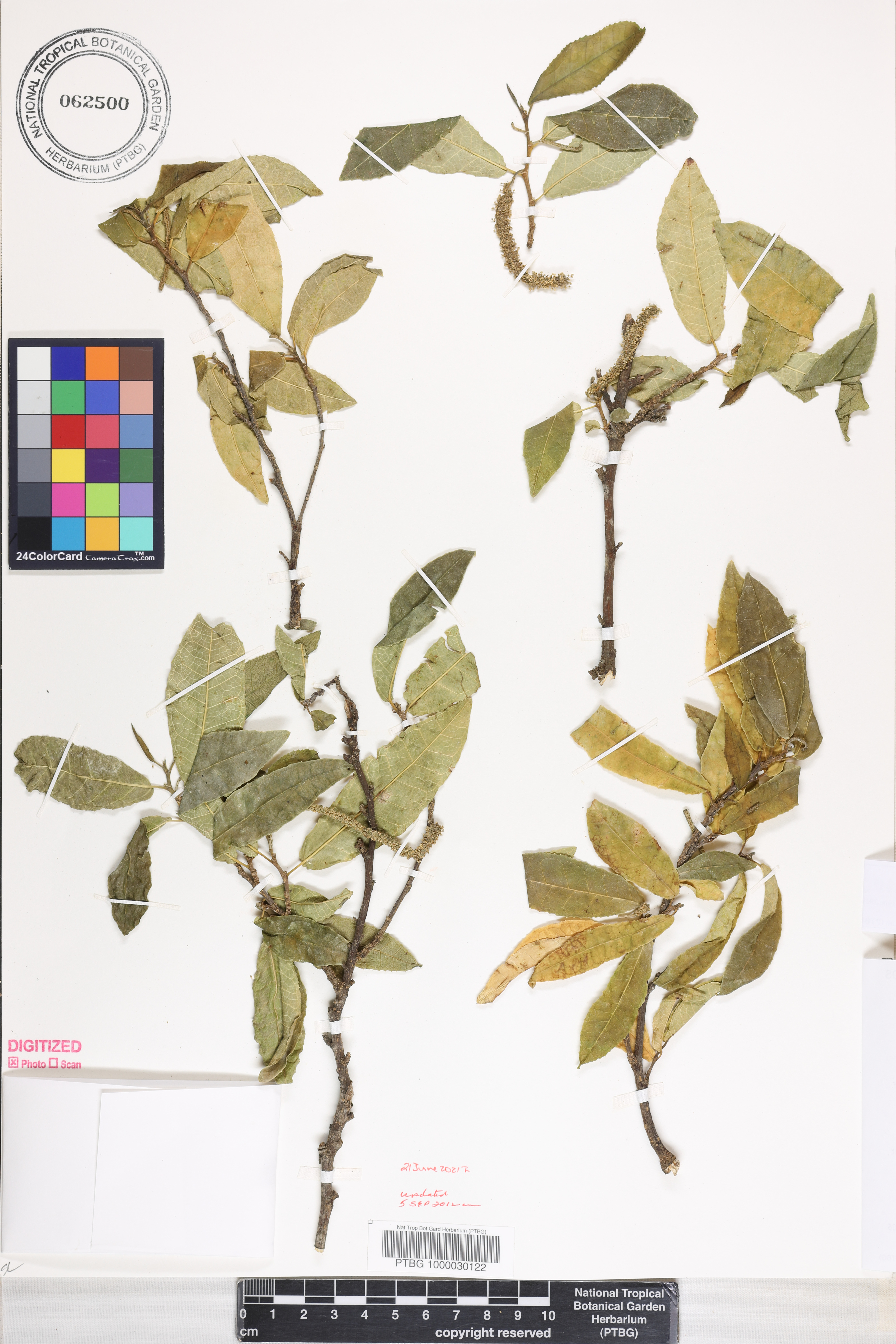 Streblus pendulinus image