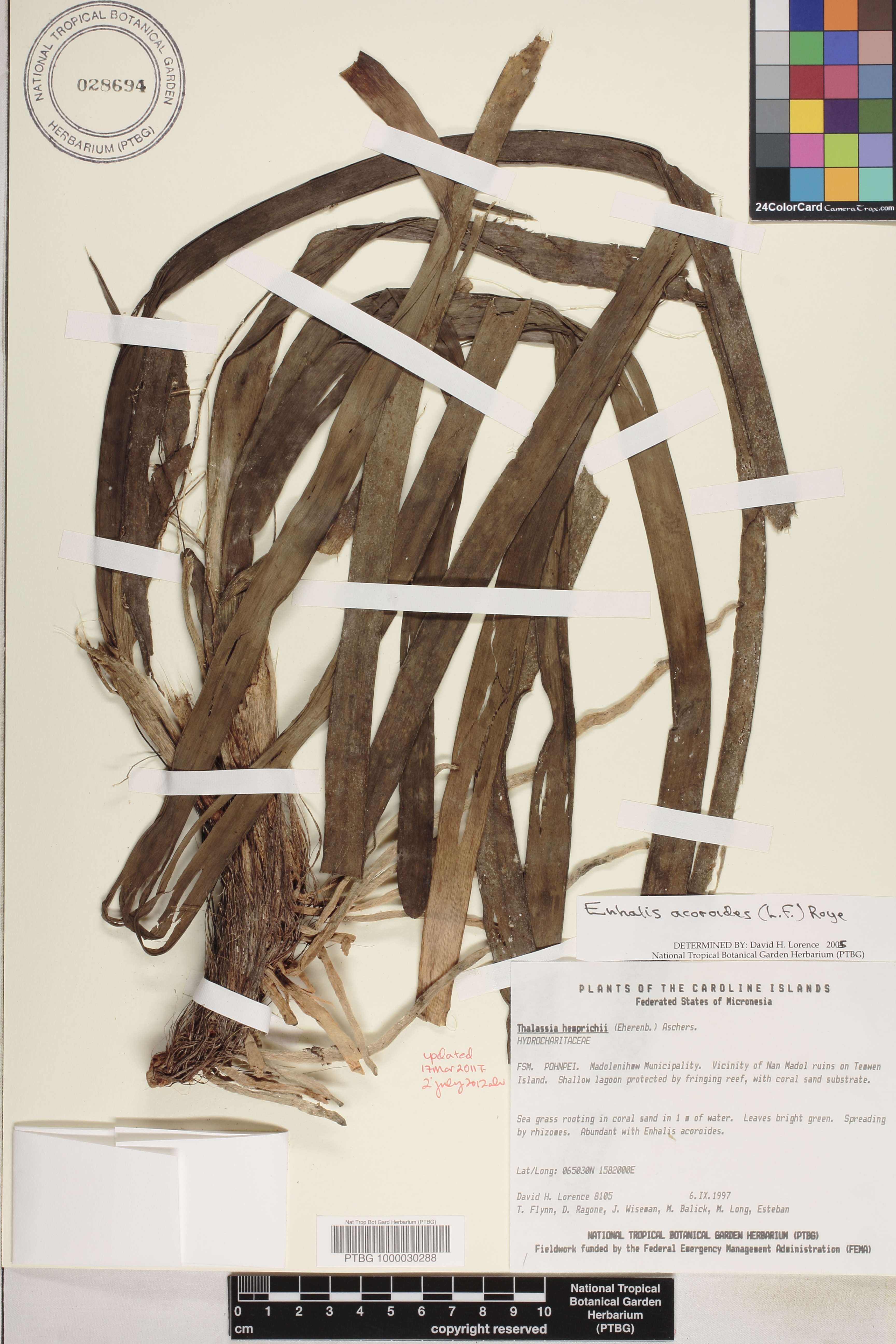 Enhalus acoroides image