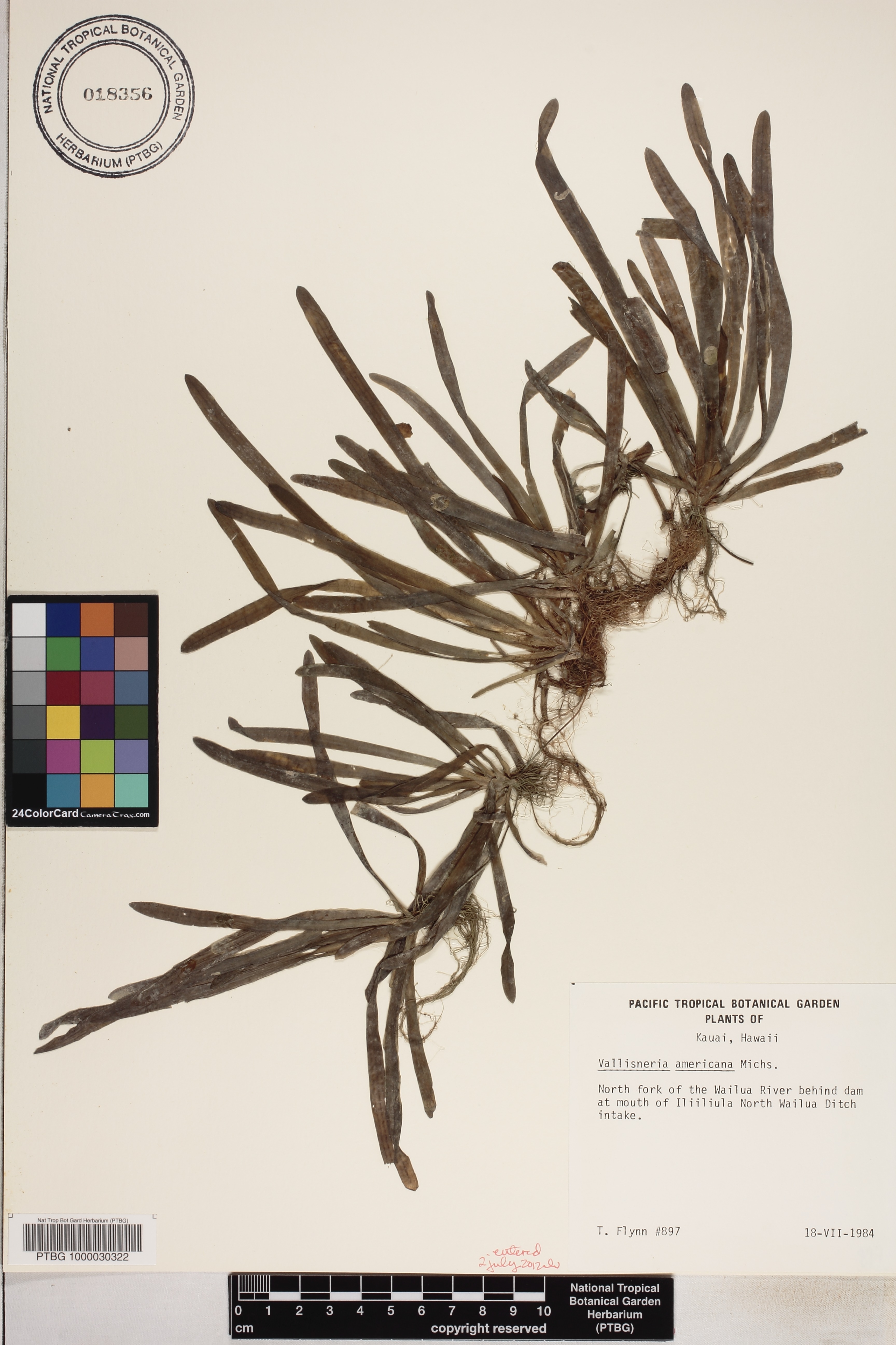 Hydrocharitaceae image