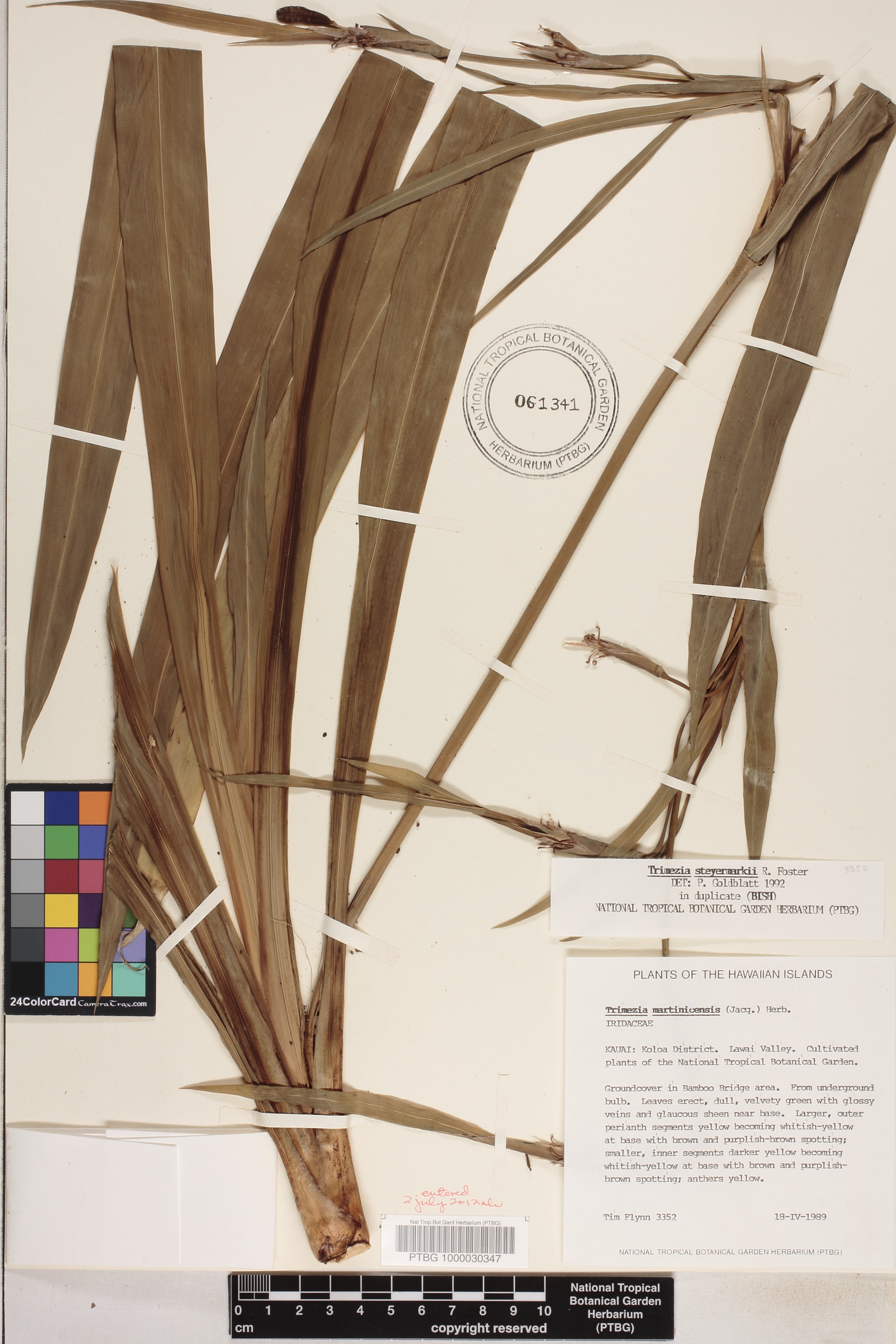 Trimezia steyermarkii image