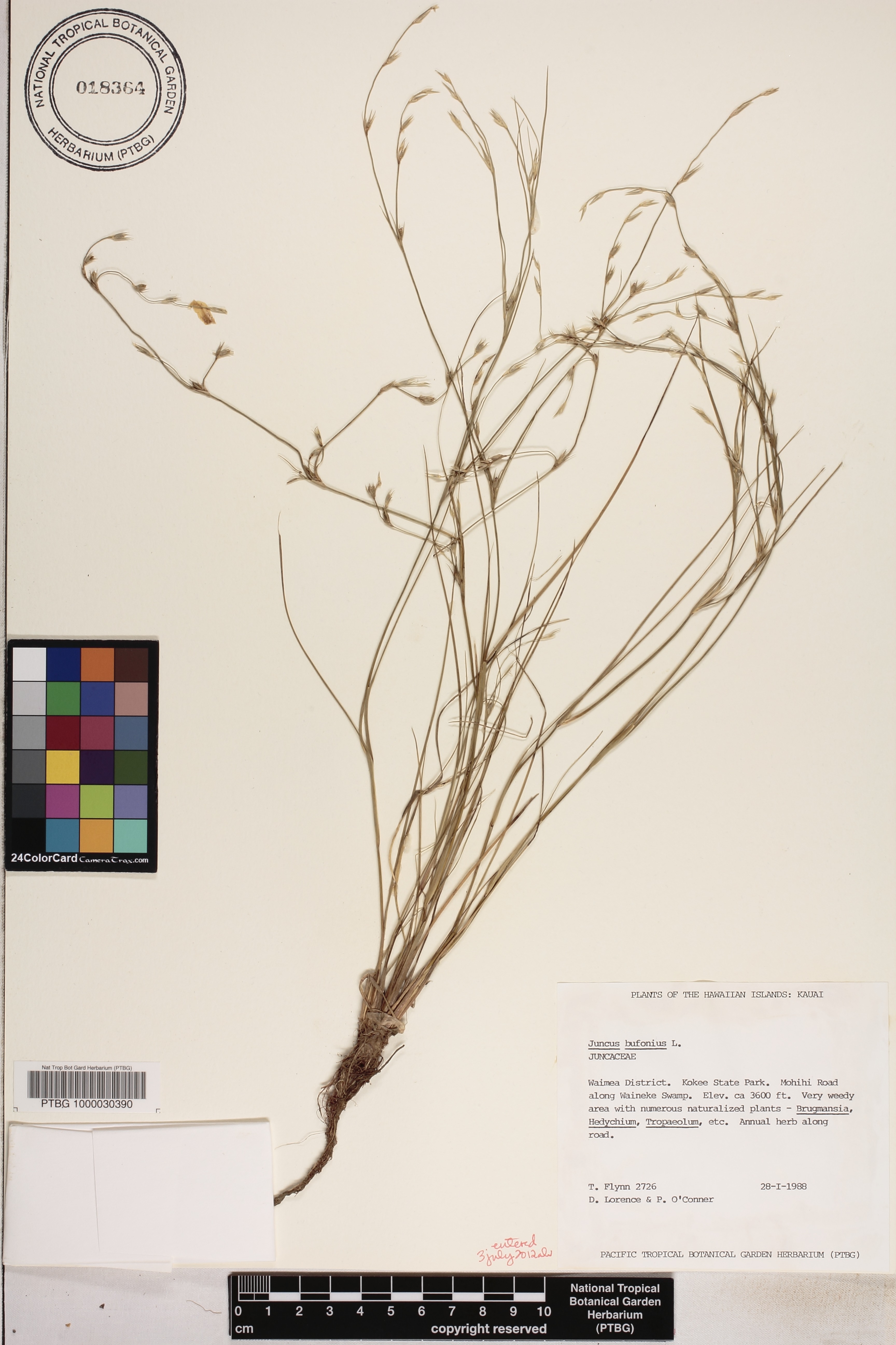 Juncus bufonius image